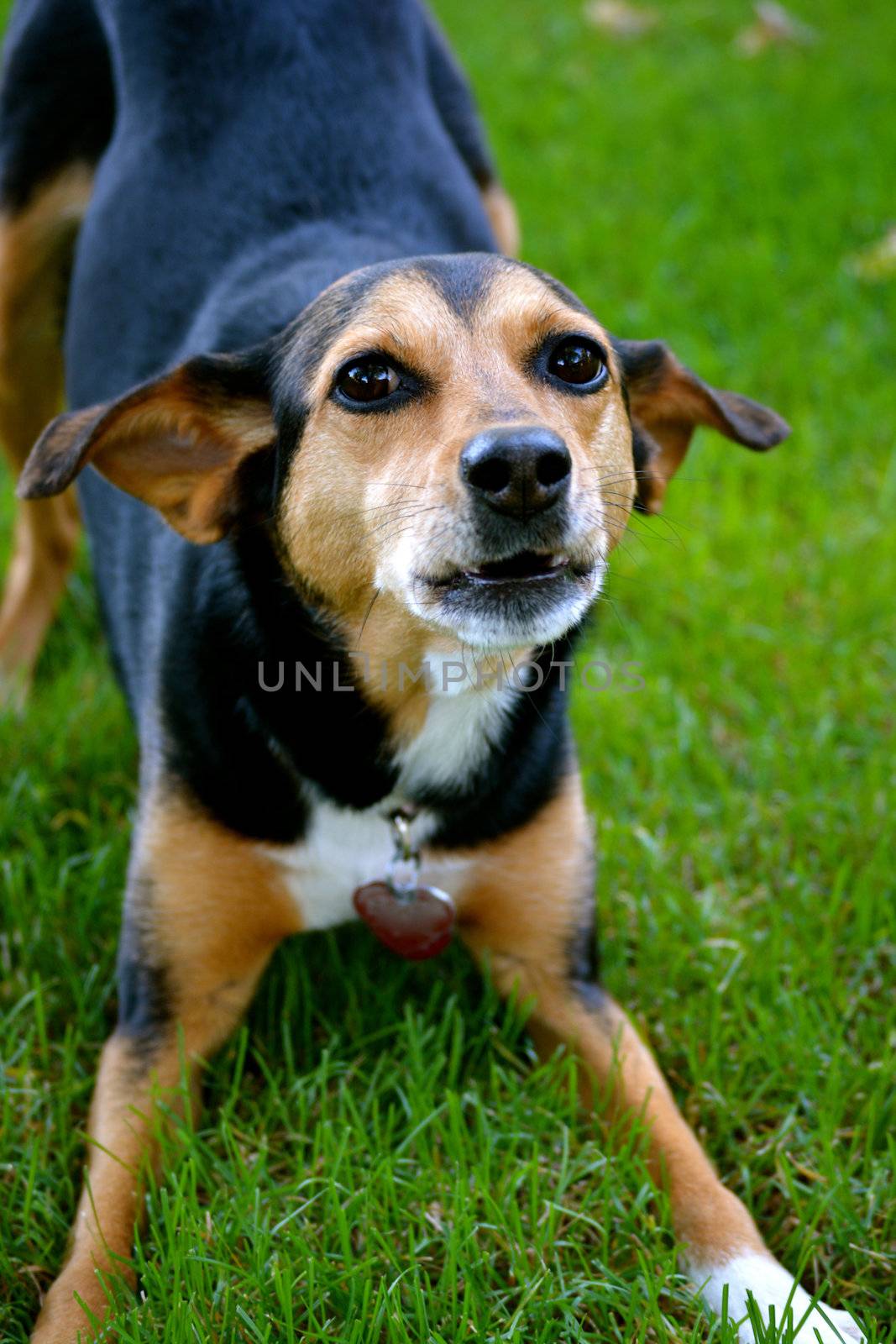 Meagle - Min-Pin Beagle Mixed Breed Dog by RefocusPhoto