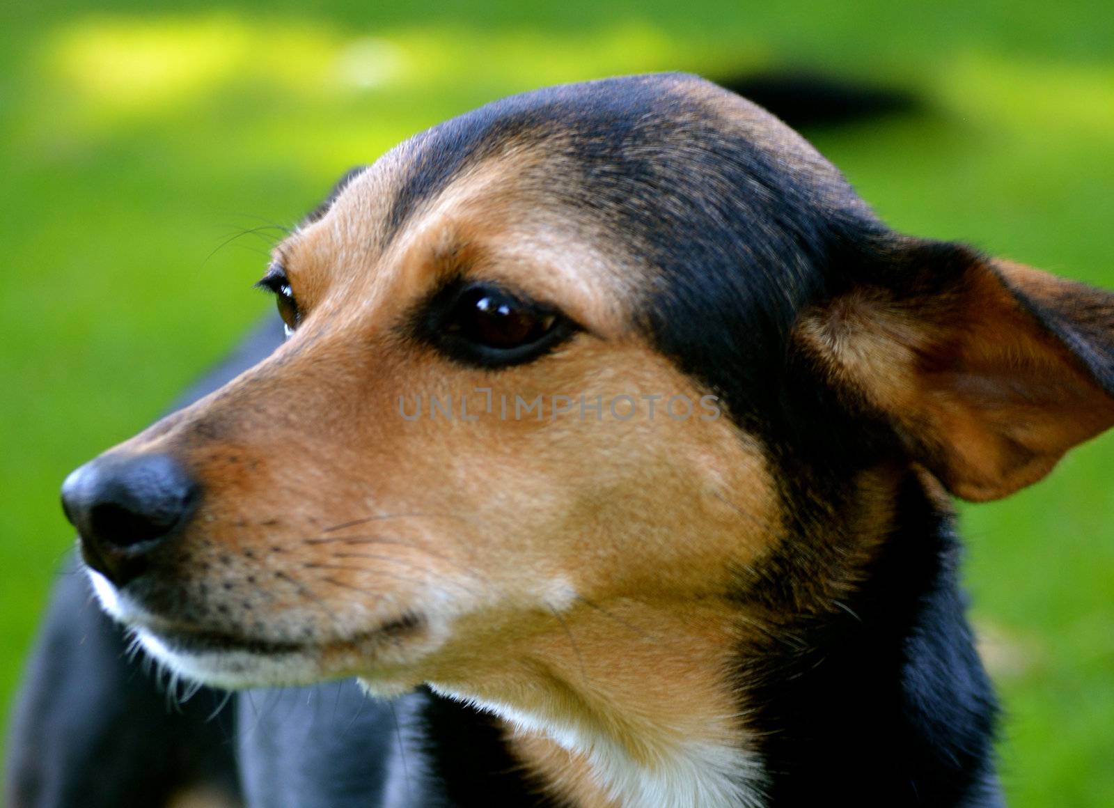 Meagle - Min-Pin Beagle Mixed Breed Dog by RefocusPhoto