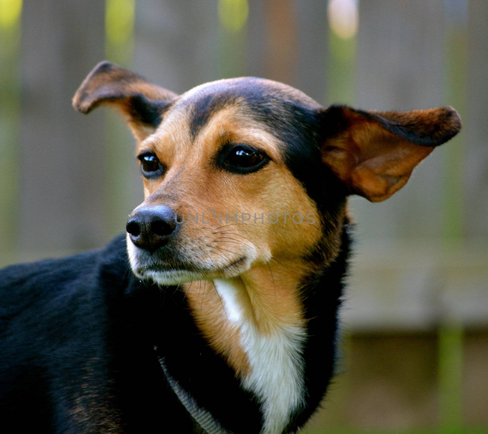 Meagle - Min-Pin Beagle Mixed Breed Dog by RefocusPhoto