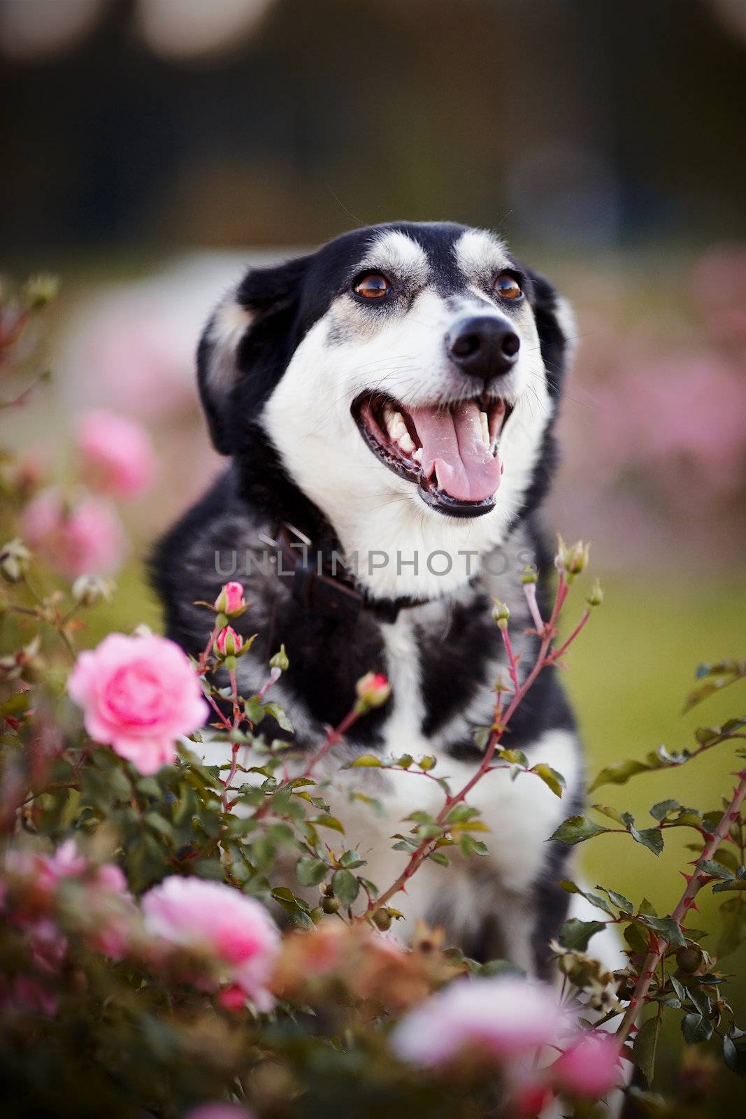 Portrait of a dog in roses. Not purebred dog. Doggie on walk. The large not purebred mongrel.