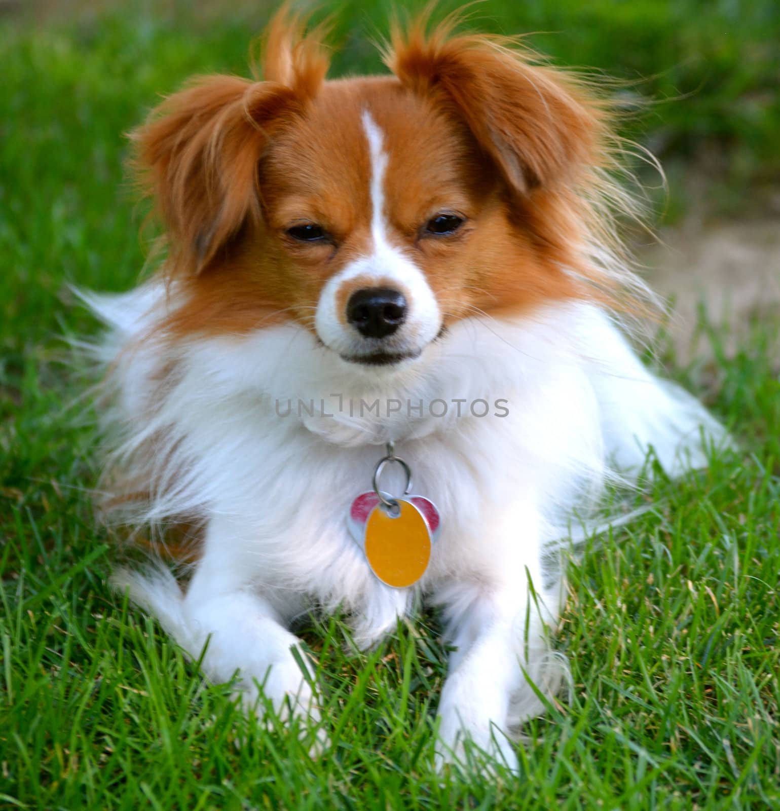 Pappillon Puppy Stares at the Camera