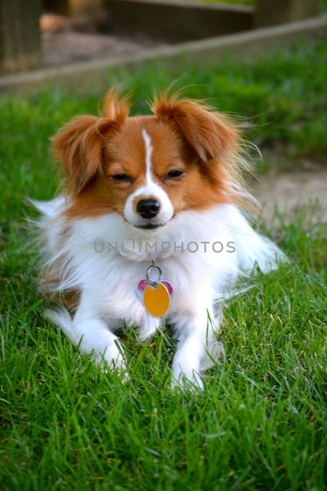 Pappillon Puppy Stares at the Camera by RefocusPhoto