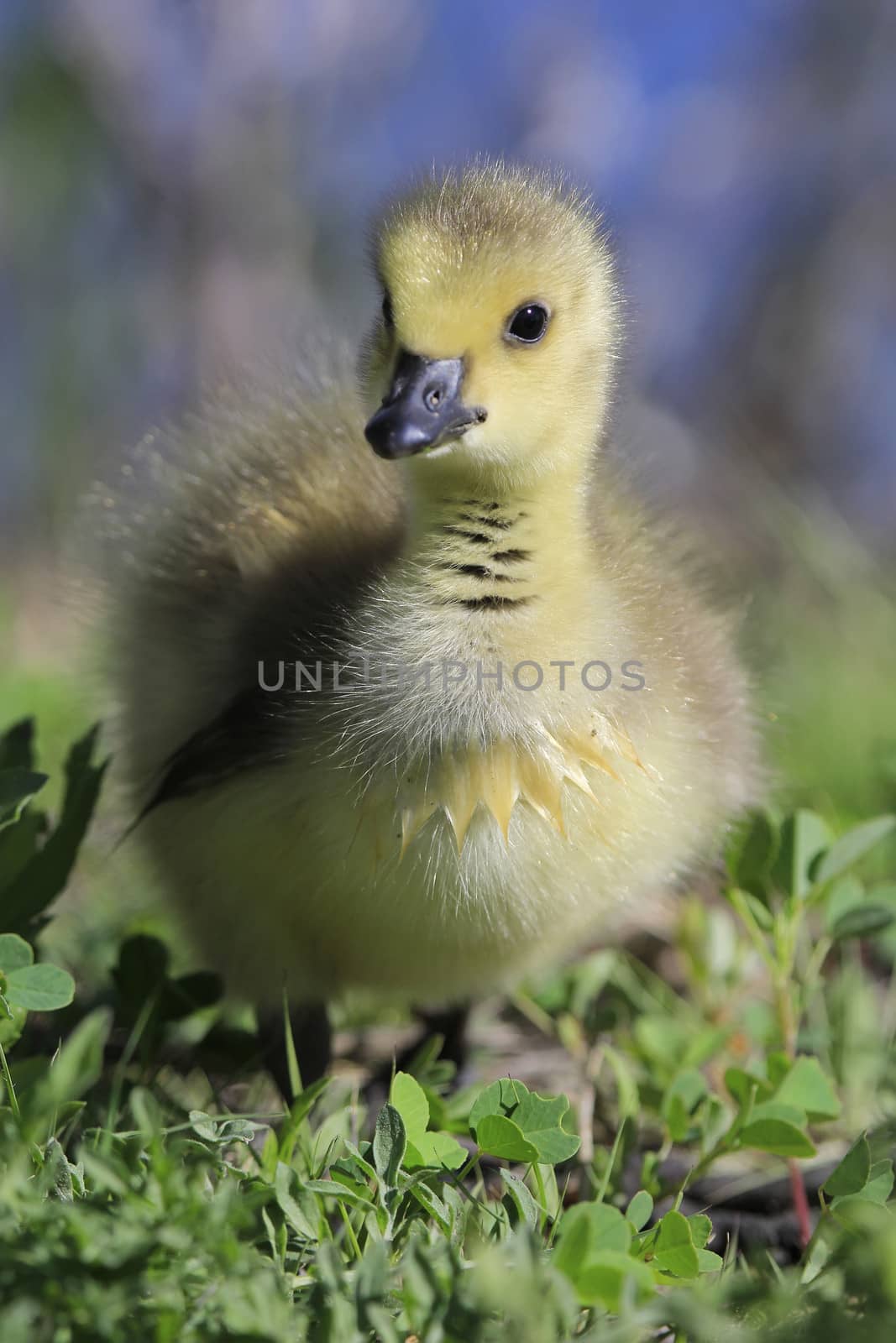 Baby Canada Goose (Branta canadensis)