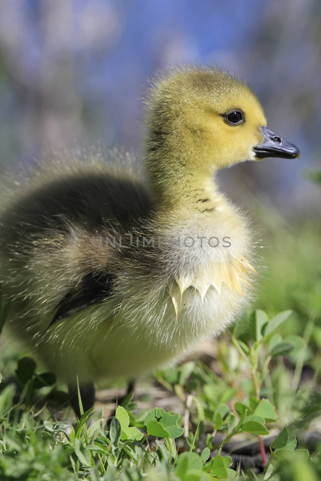 Baby Canada Goose (Branta canadensis)