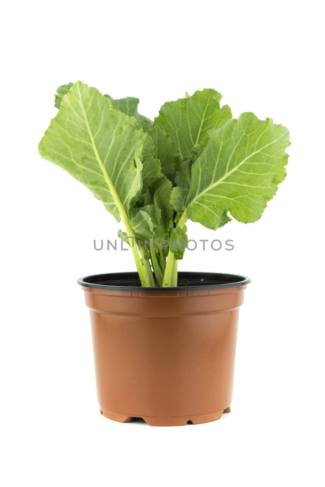 Green Rocket or Roquette leaves isolated on white background (with clipping work path)