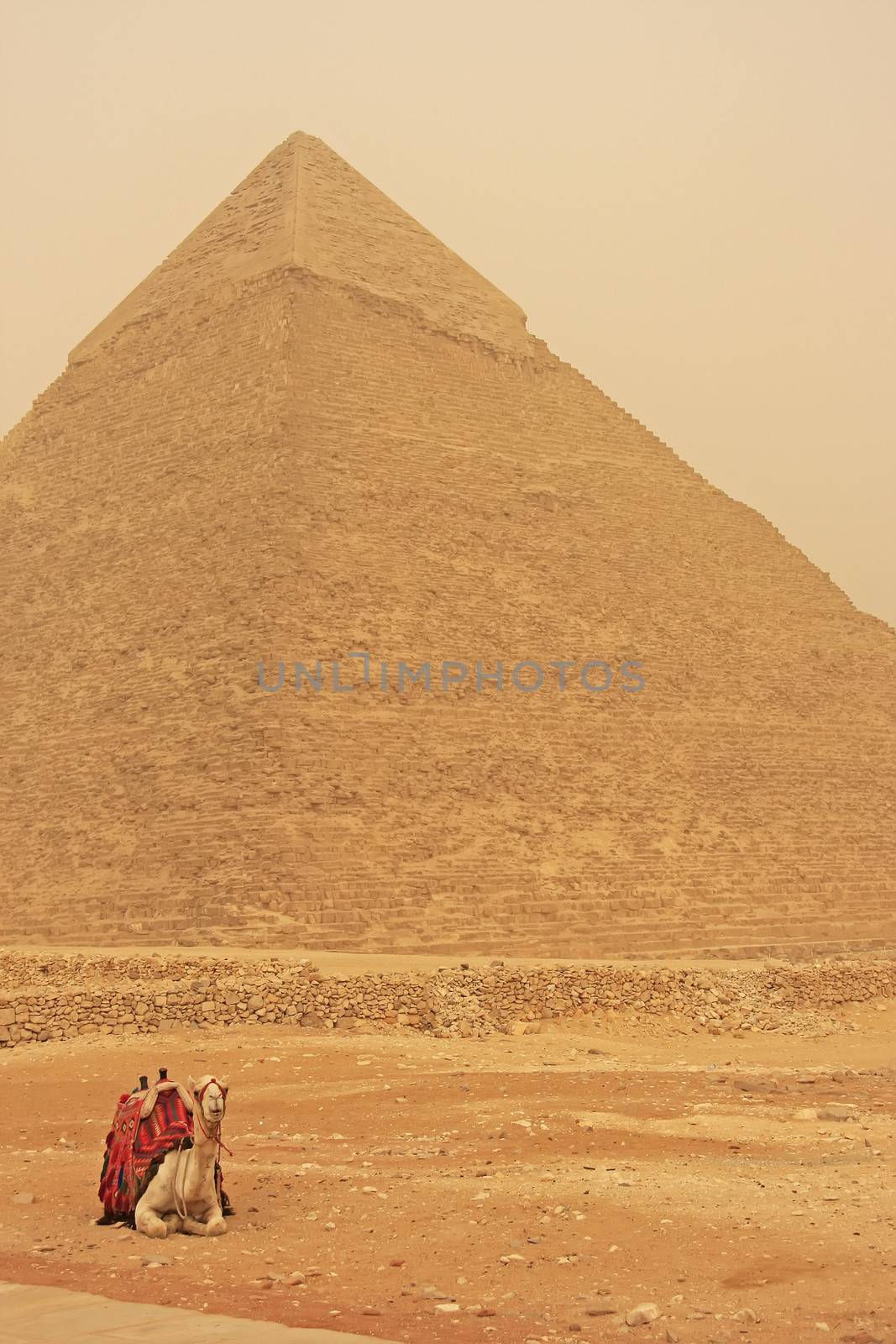 Camel resting near Pyramid of Khafre, Cairo by donya_nedomam