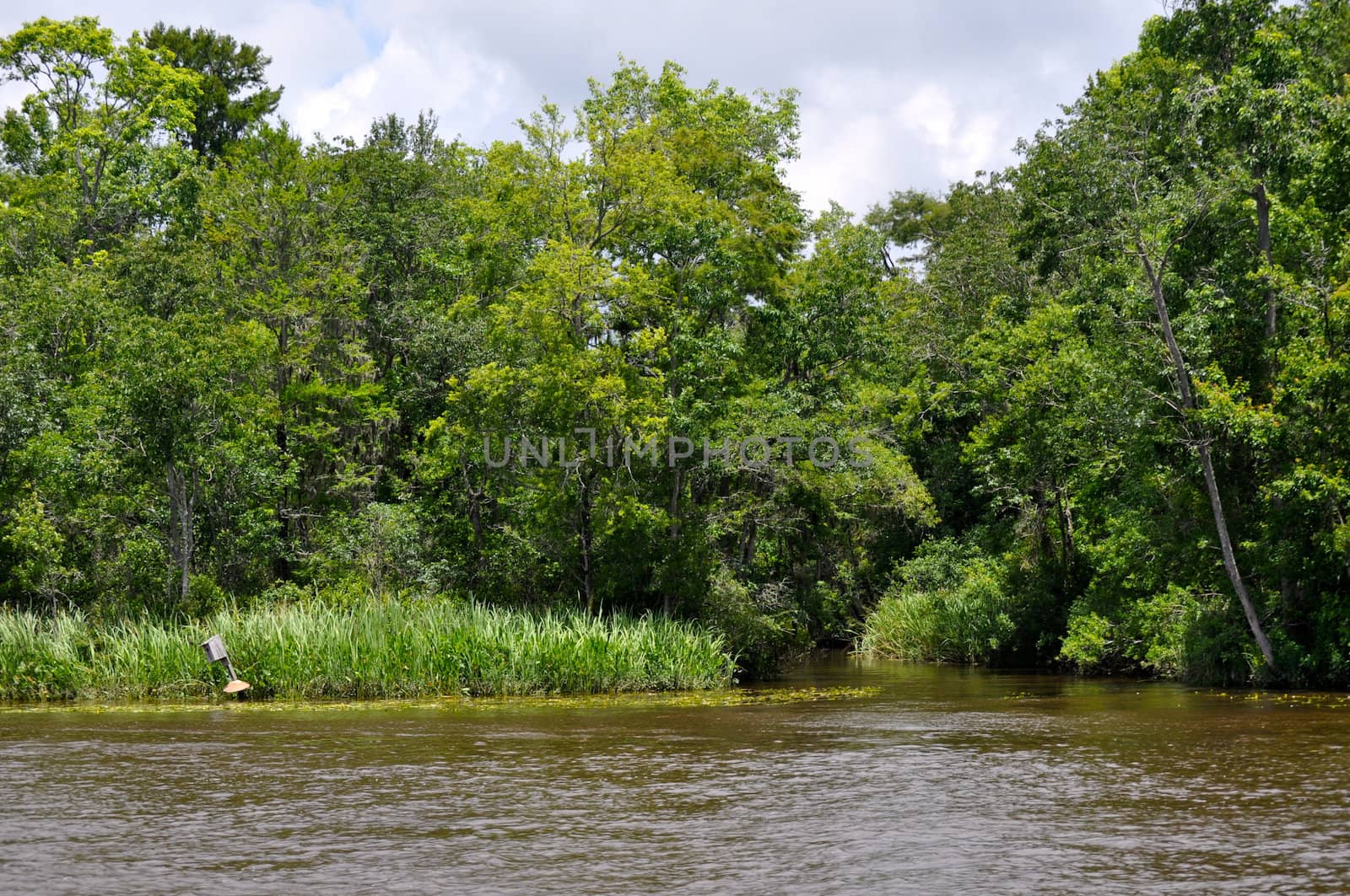 Waccamaw River in South Carolina