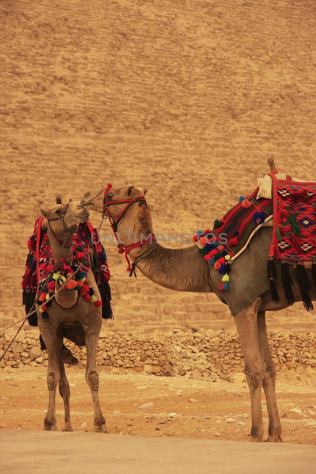 Camels standing by Pyramid of Khafre, Cairo, Egypt