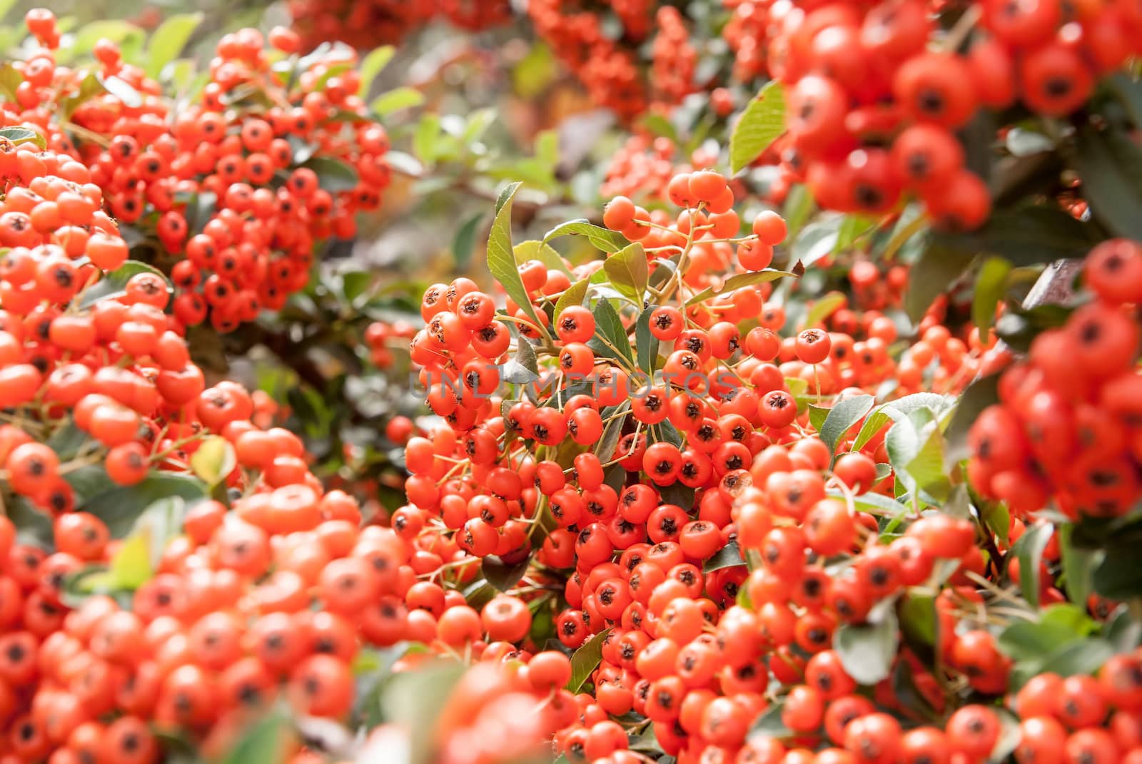 Viburnum berries ripen on the bush, shallow depth of field by Zhukow