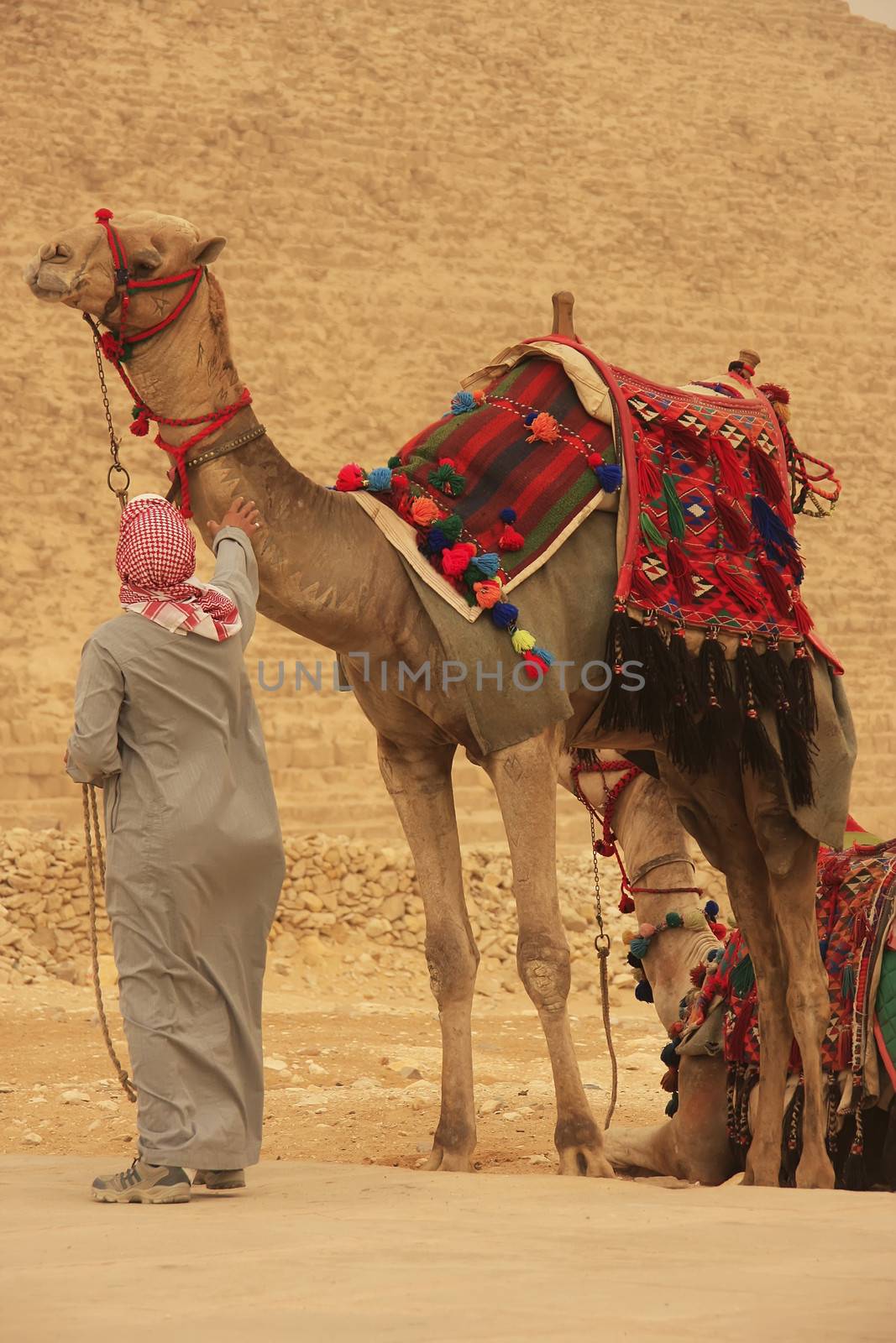 Bedouin with camels near Pyramid of Khafre, Cairo, Egypt