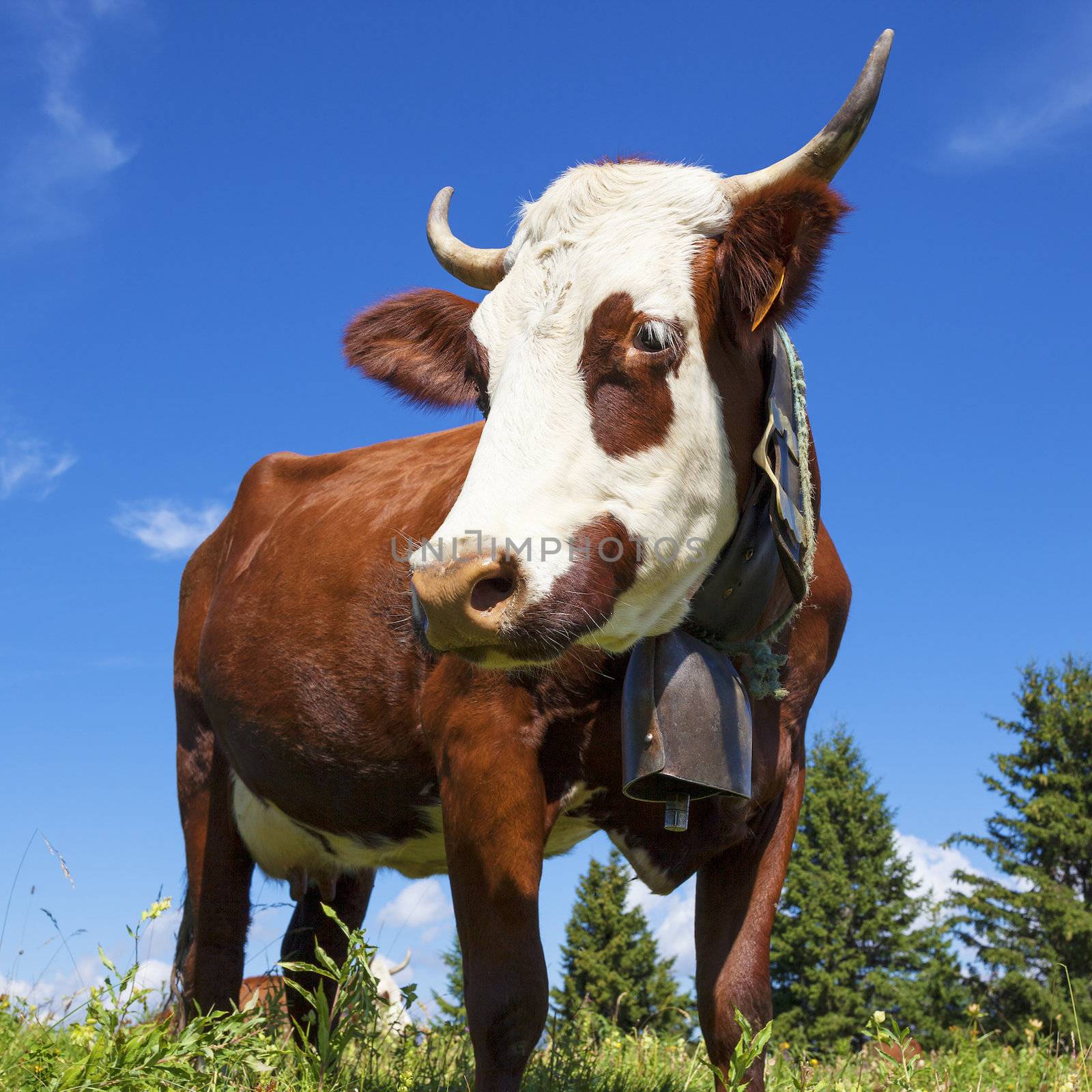 Portrait of cow in french alps landscape