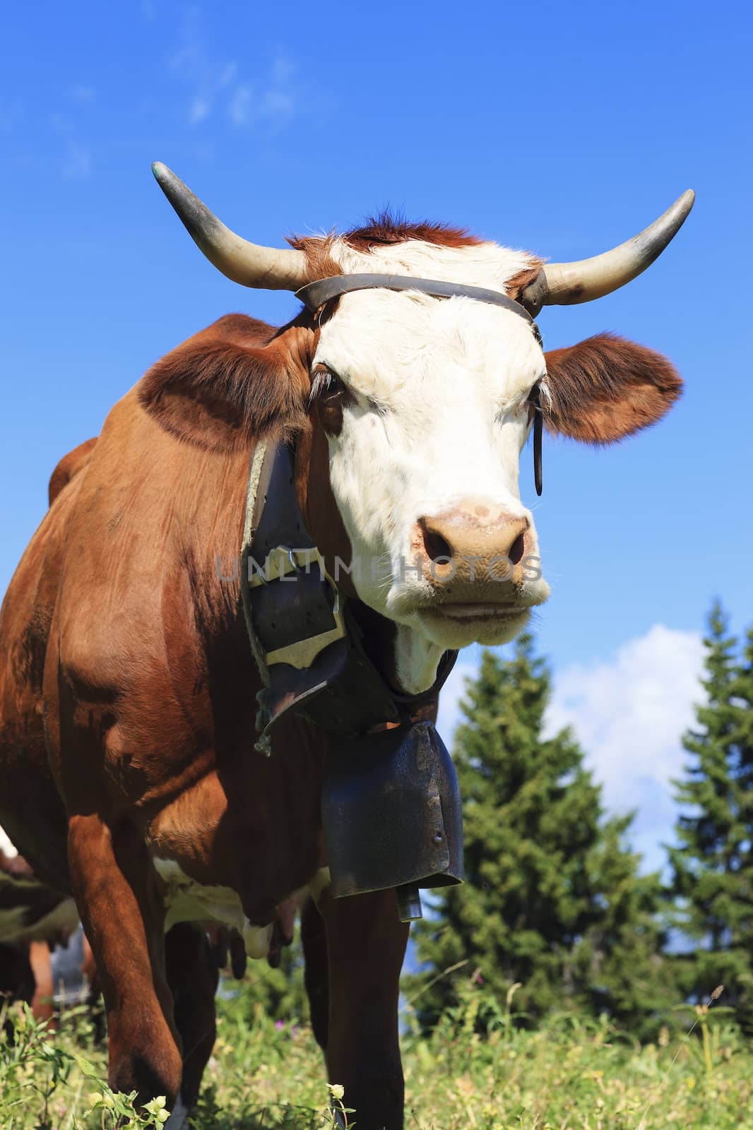 cow in french alps landscape