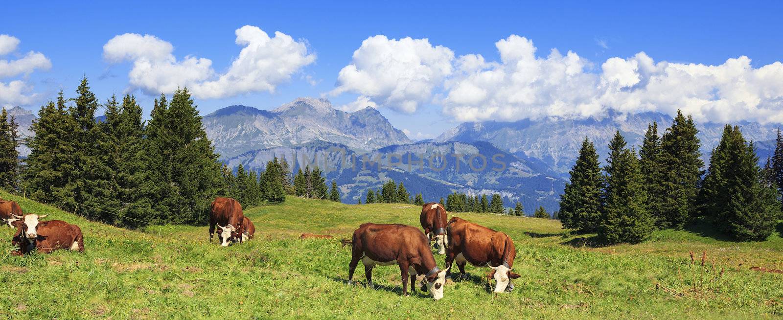 Panoramic view of french Alps with cows