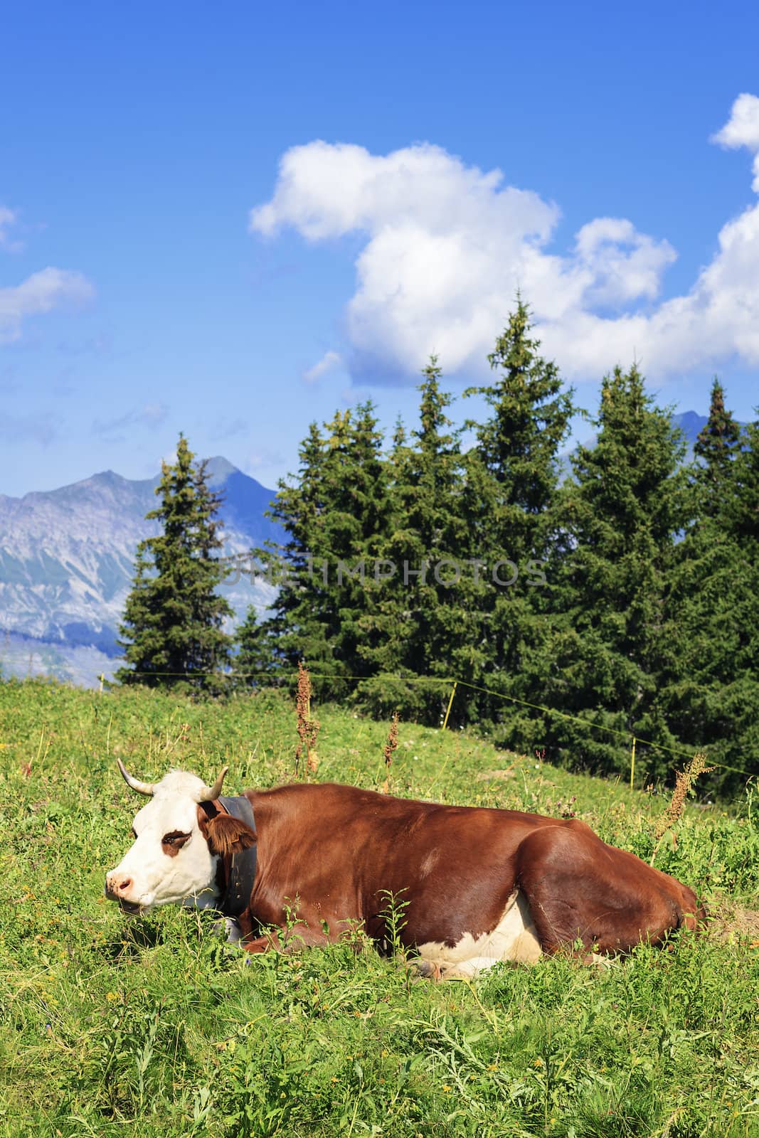 Lying cow in french alps landscape
