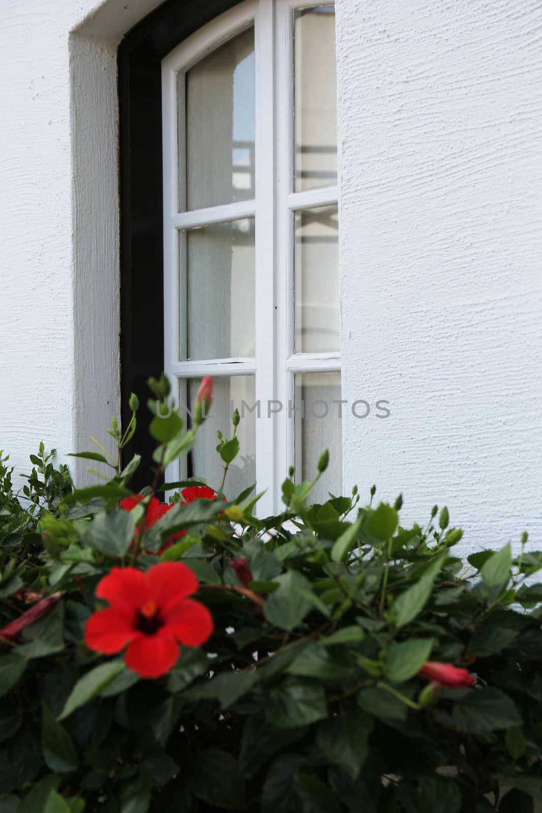 box with flowering tropical bush on a snow-white wall