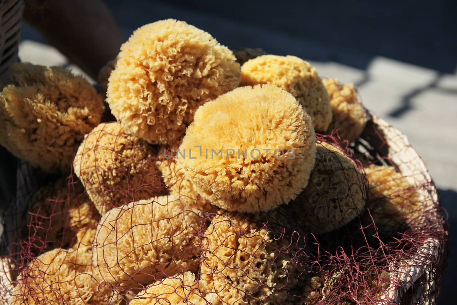 sea sponges caught networks in a wicker basket