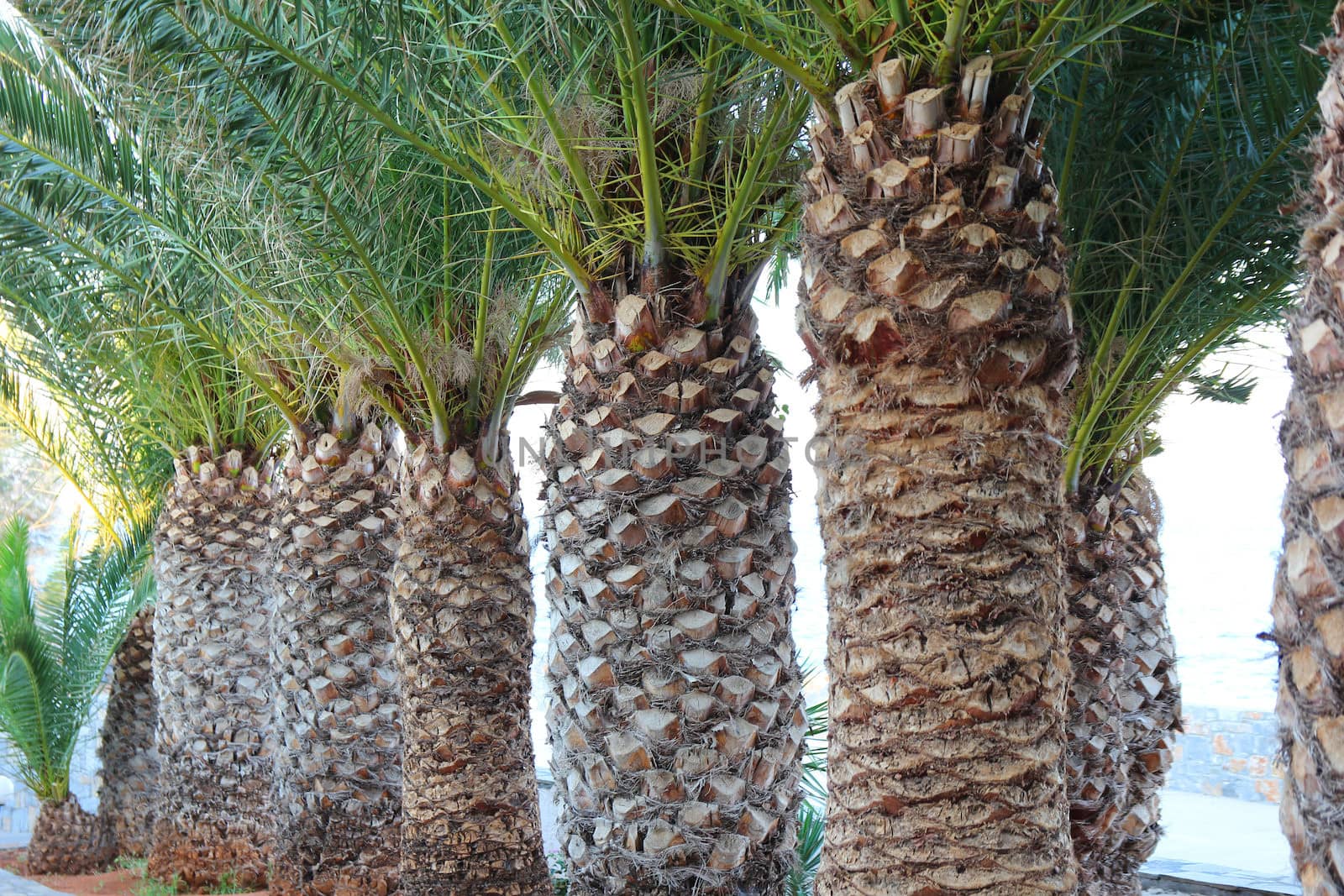 palm trees growing in a tropical garden