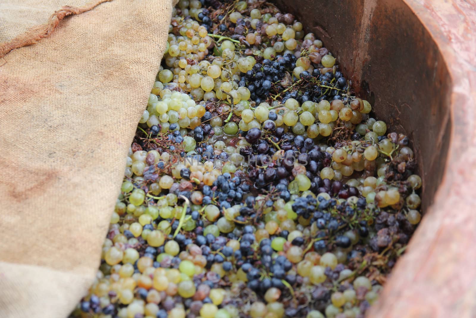 ripe grapes in a large keg prepared to extrude