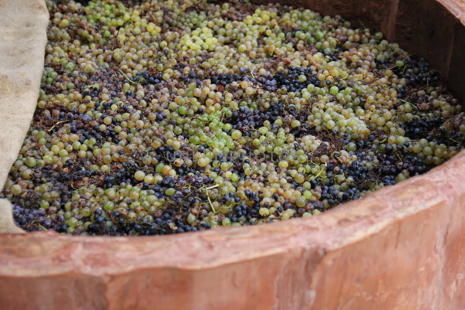 ripe grapes in a large keg prepared to extrude
