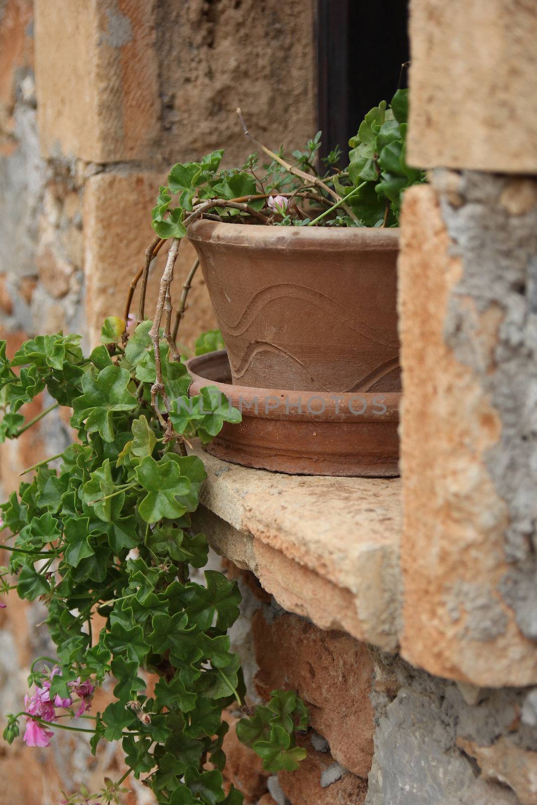 geranium in a clay pot on a window sill Greek house