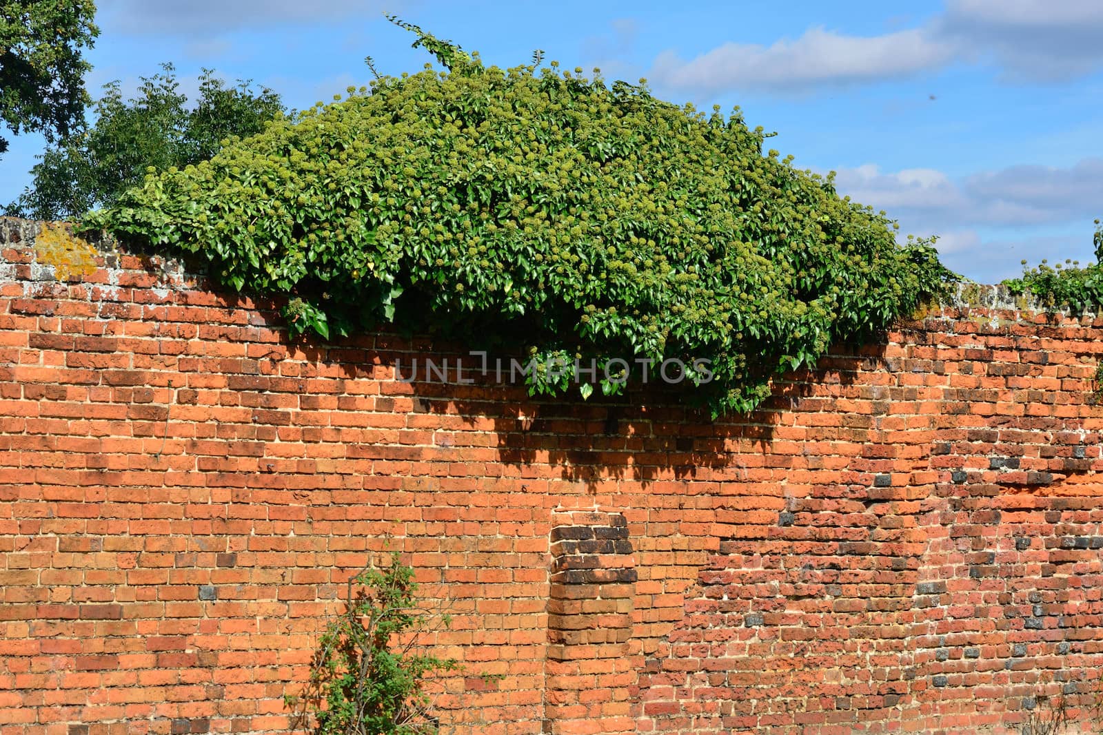 Hedge on red brick wall by pauws99