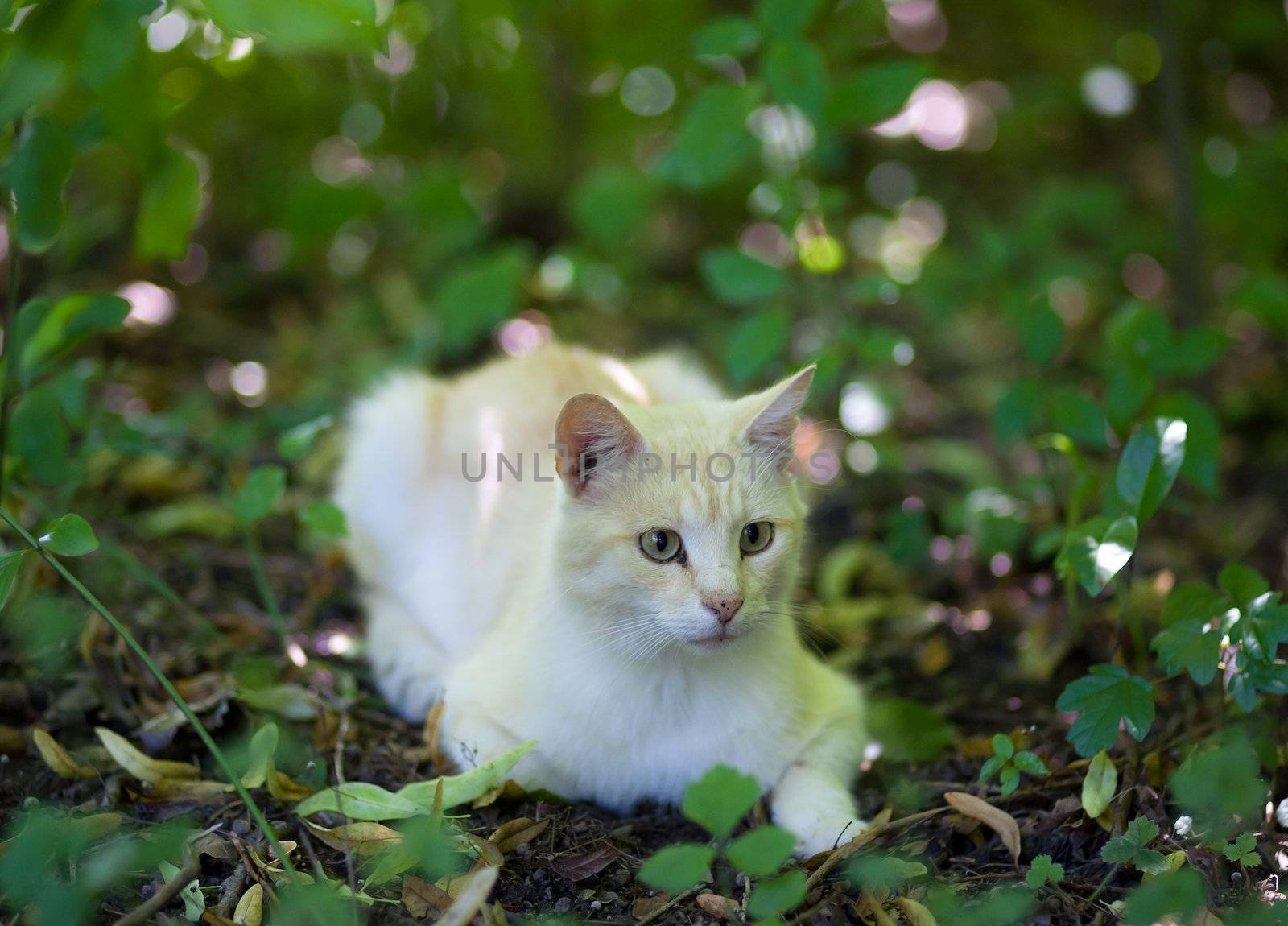 Photo of a race cat