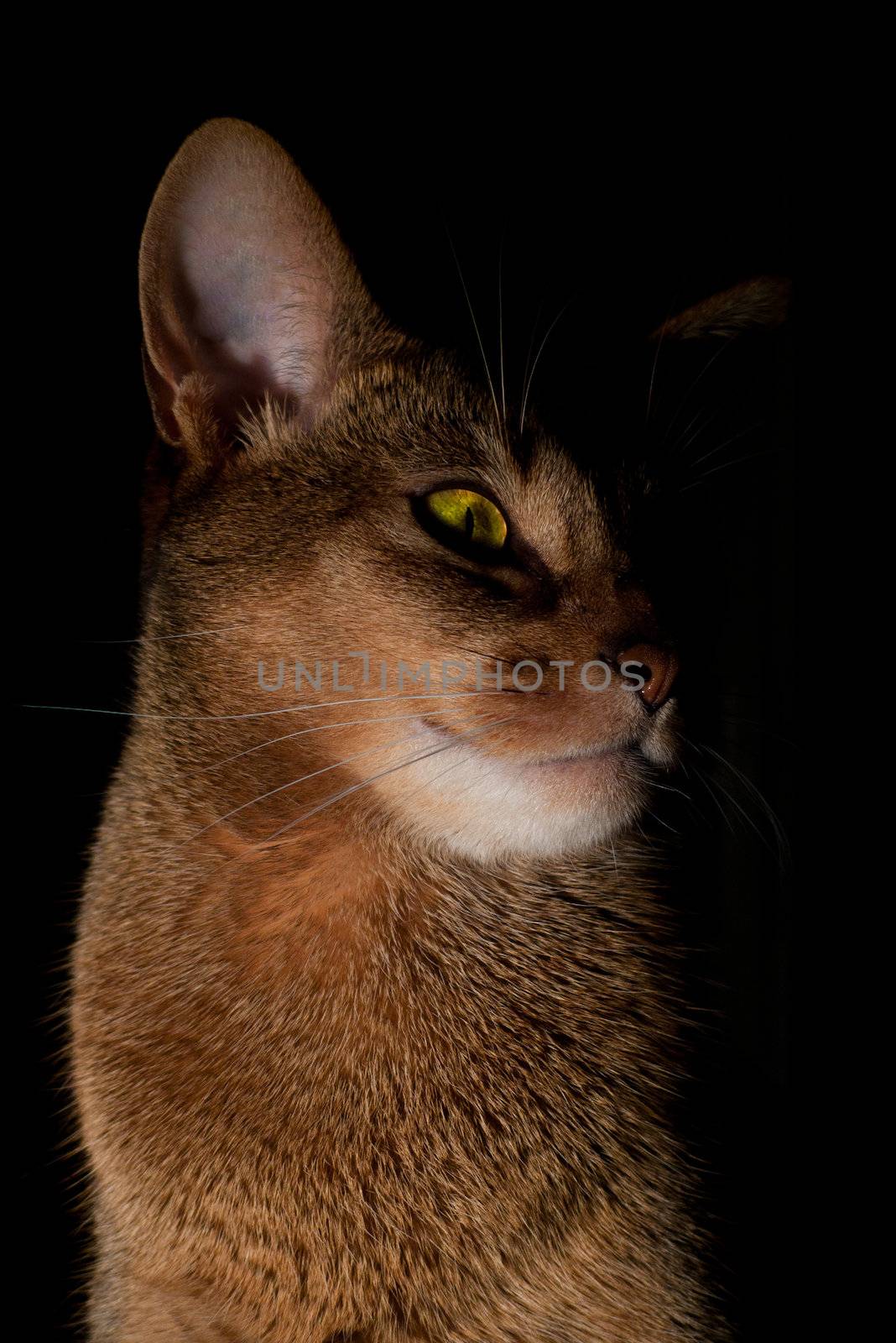 Photo of a race cat