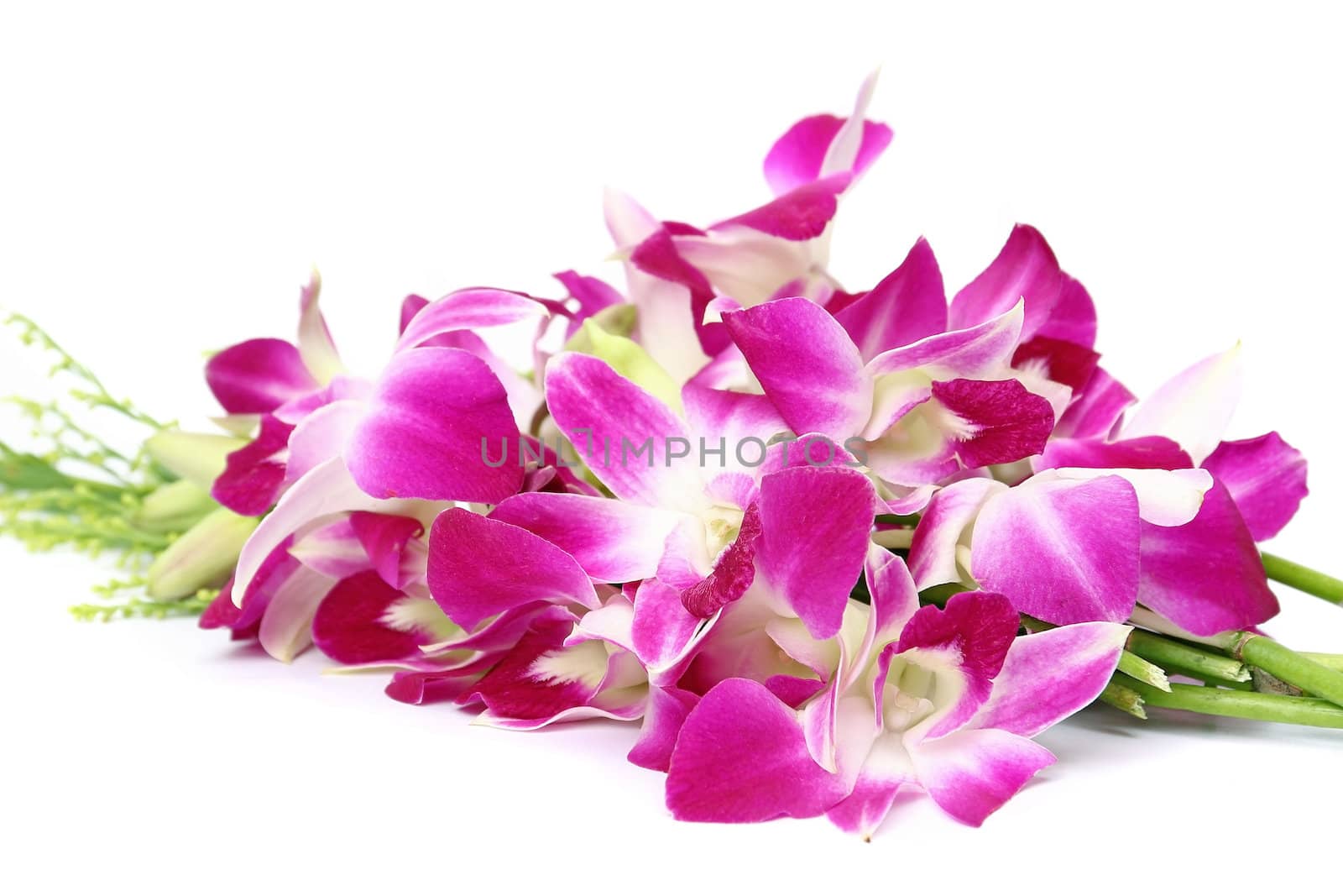 Pink orchid isolated on white background