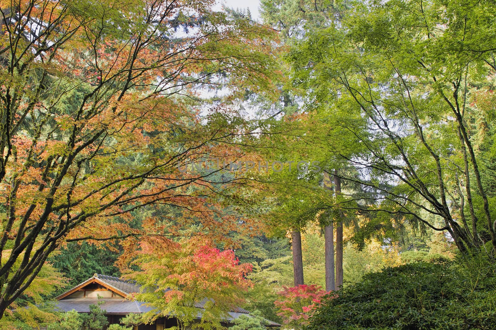Tall Upright Japanese Maple Tree Foliage Changing Color in Fall Season