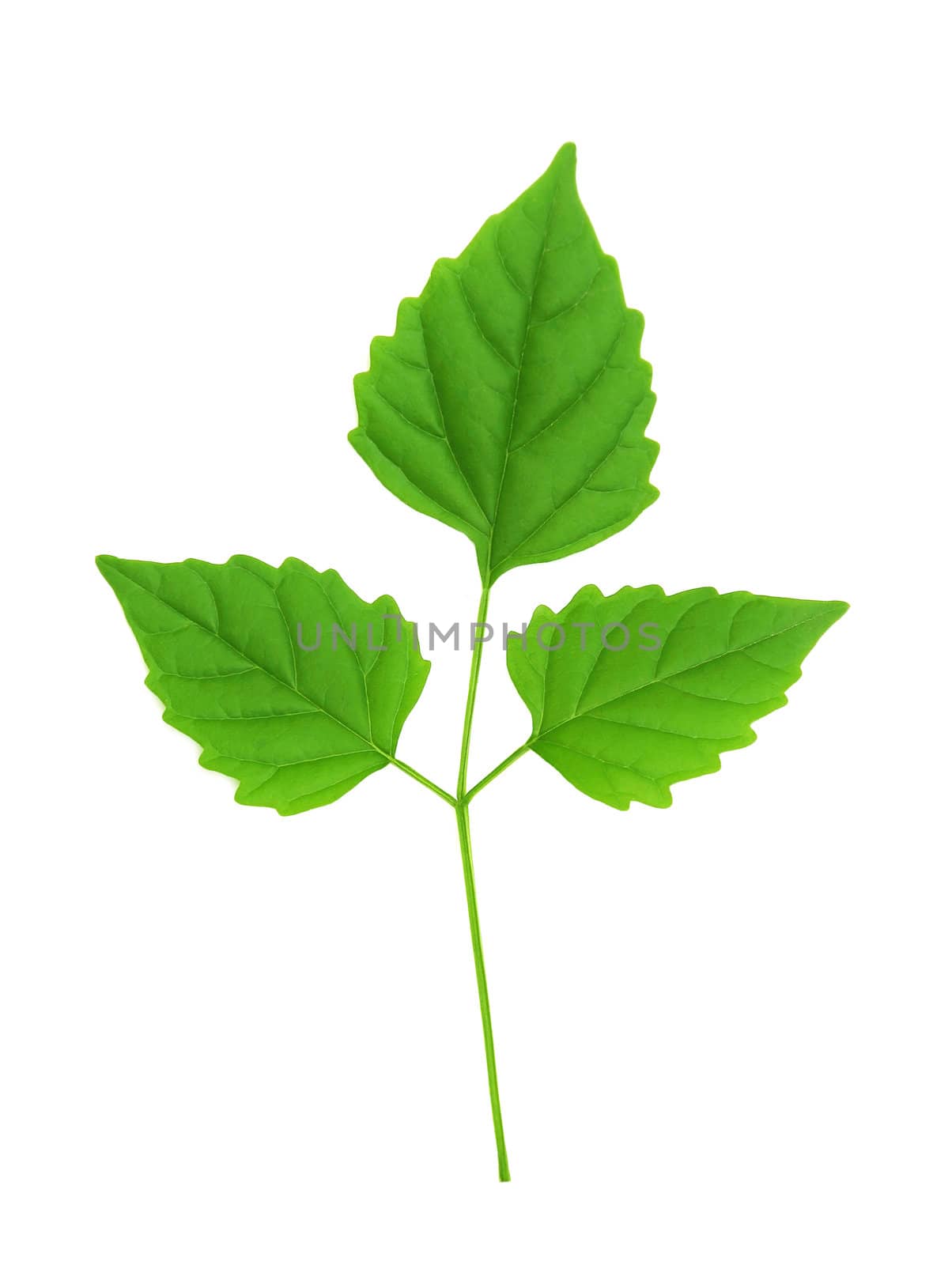 Close up green leaf isolated on white background