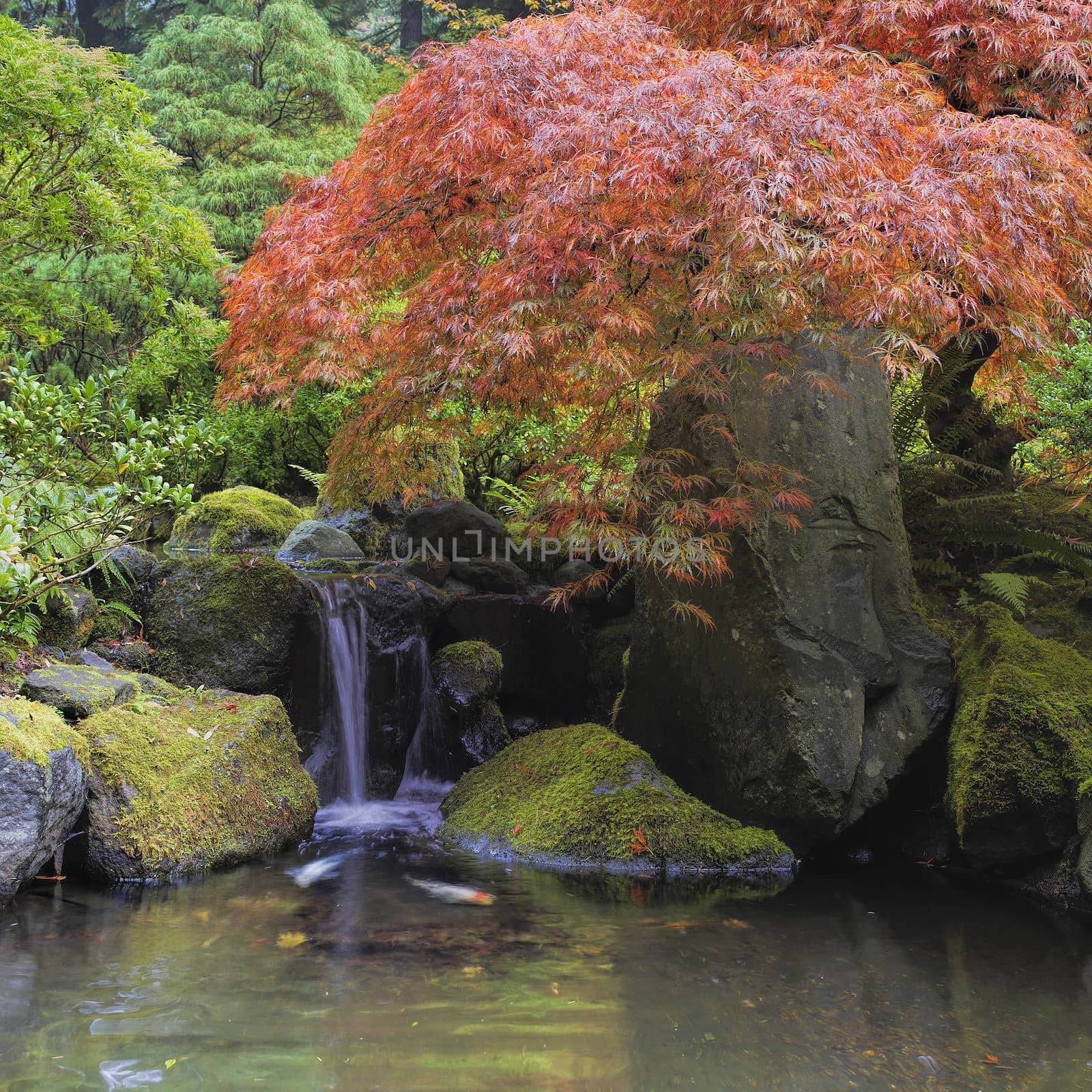 Red Maple Tree Over Waterfall Pond by Davidgn
