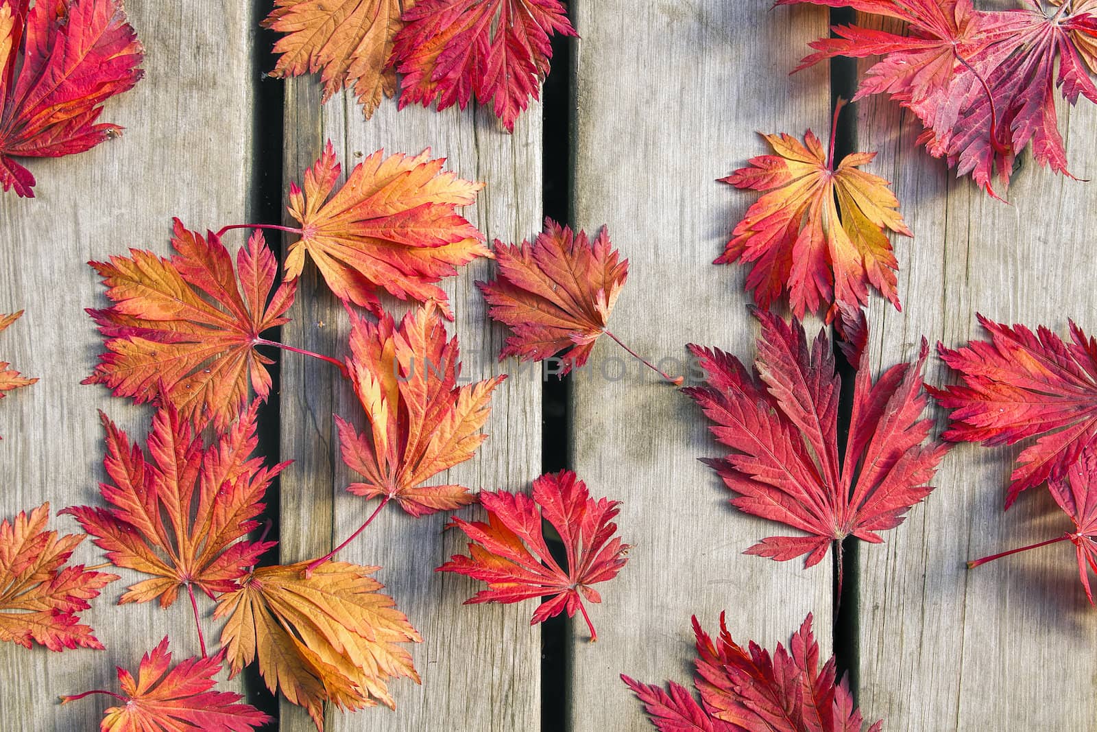 Japanese Maple Tree Leaves on Wood Deck by Davidgn
