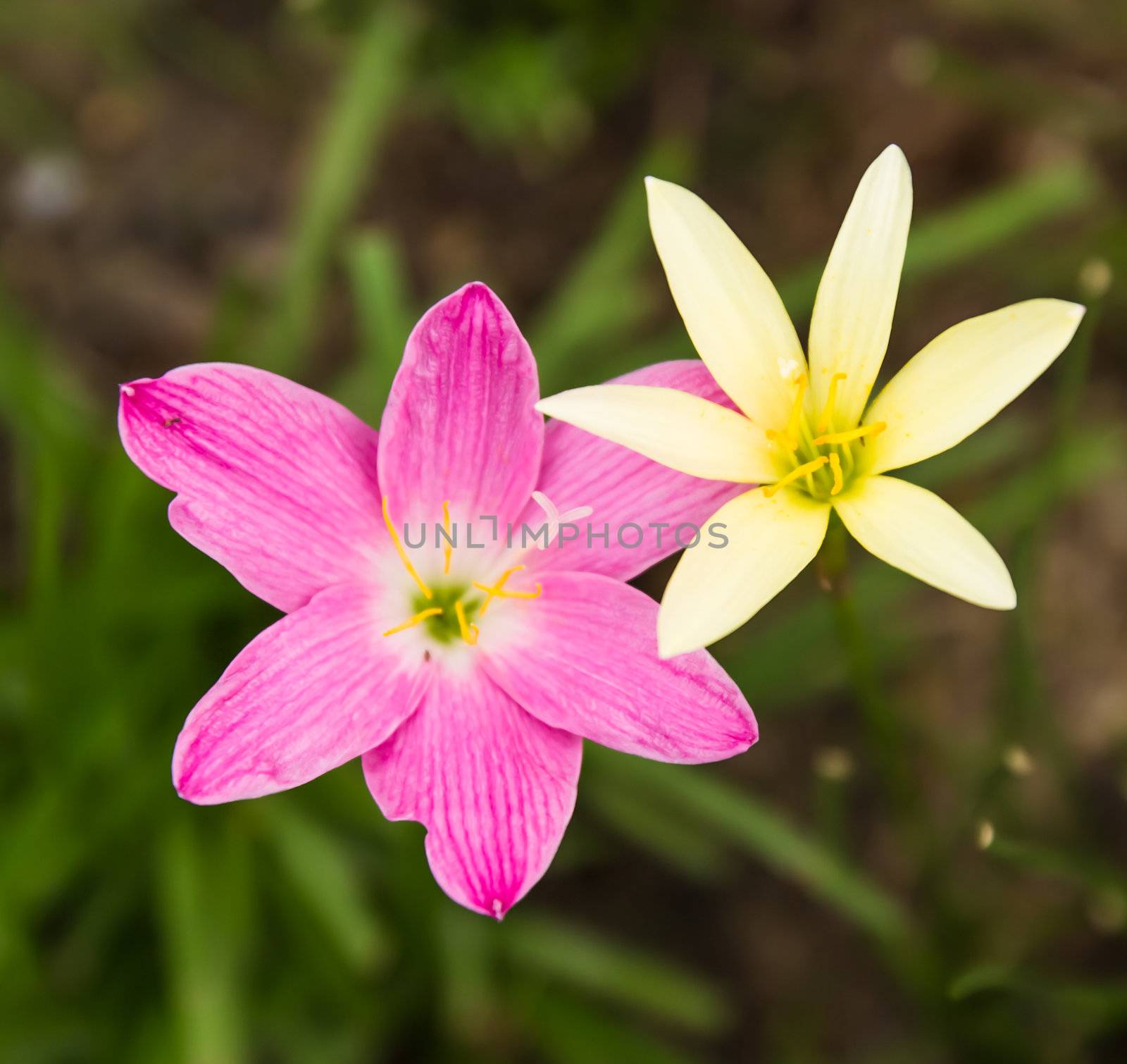 Pink and Yellow Rain Lily (Zephyranthes)  by photo2life