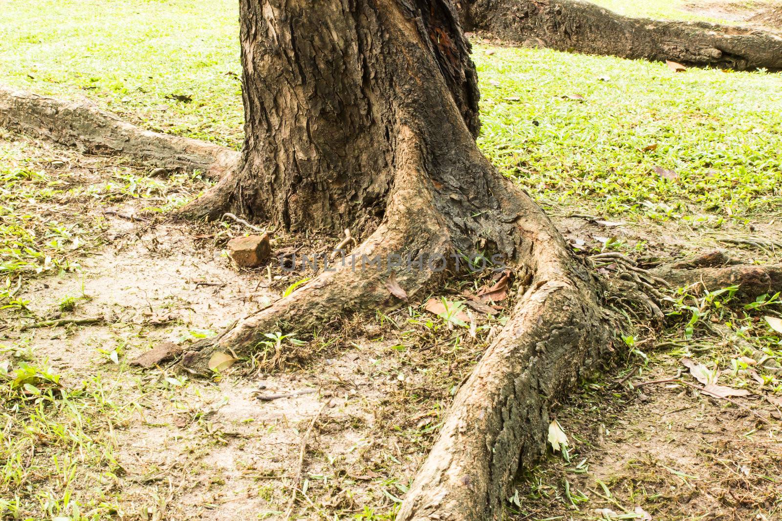 Root tree by photo2life