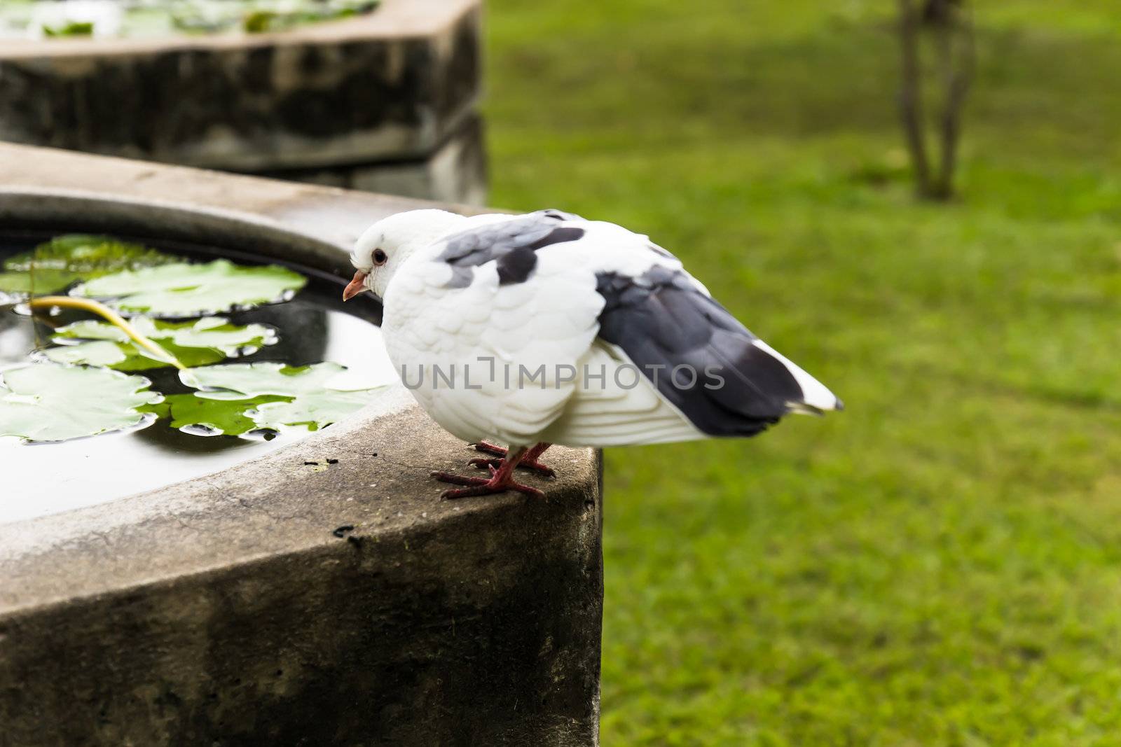 A pigeon resting on the wall in garden by photo2life