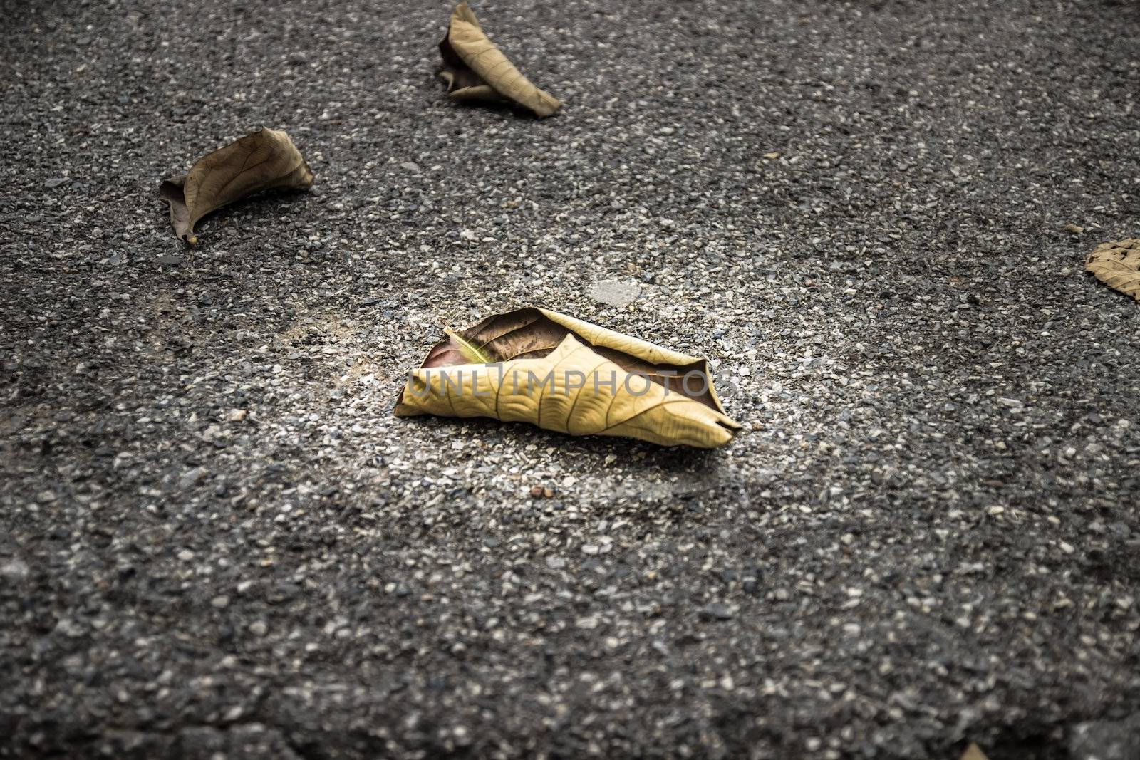 Dried leaves on the stone wall by photo2life