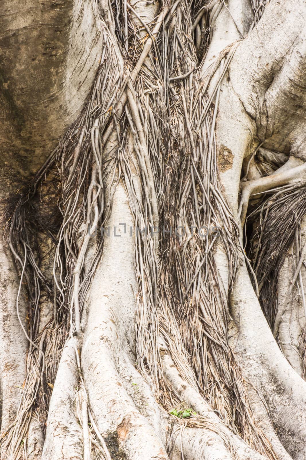 Close-up of a Banyan interlaced roots in garden. by photo2life