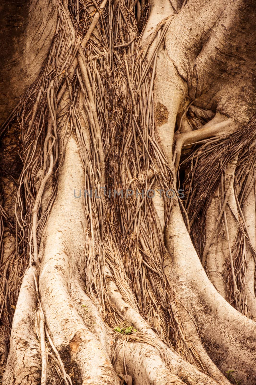 Close-up of a Banyan interlaced roots in garden. by photo2life