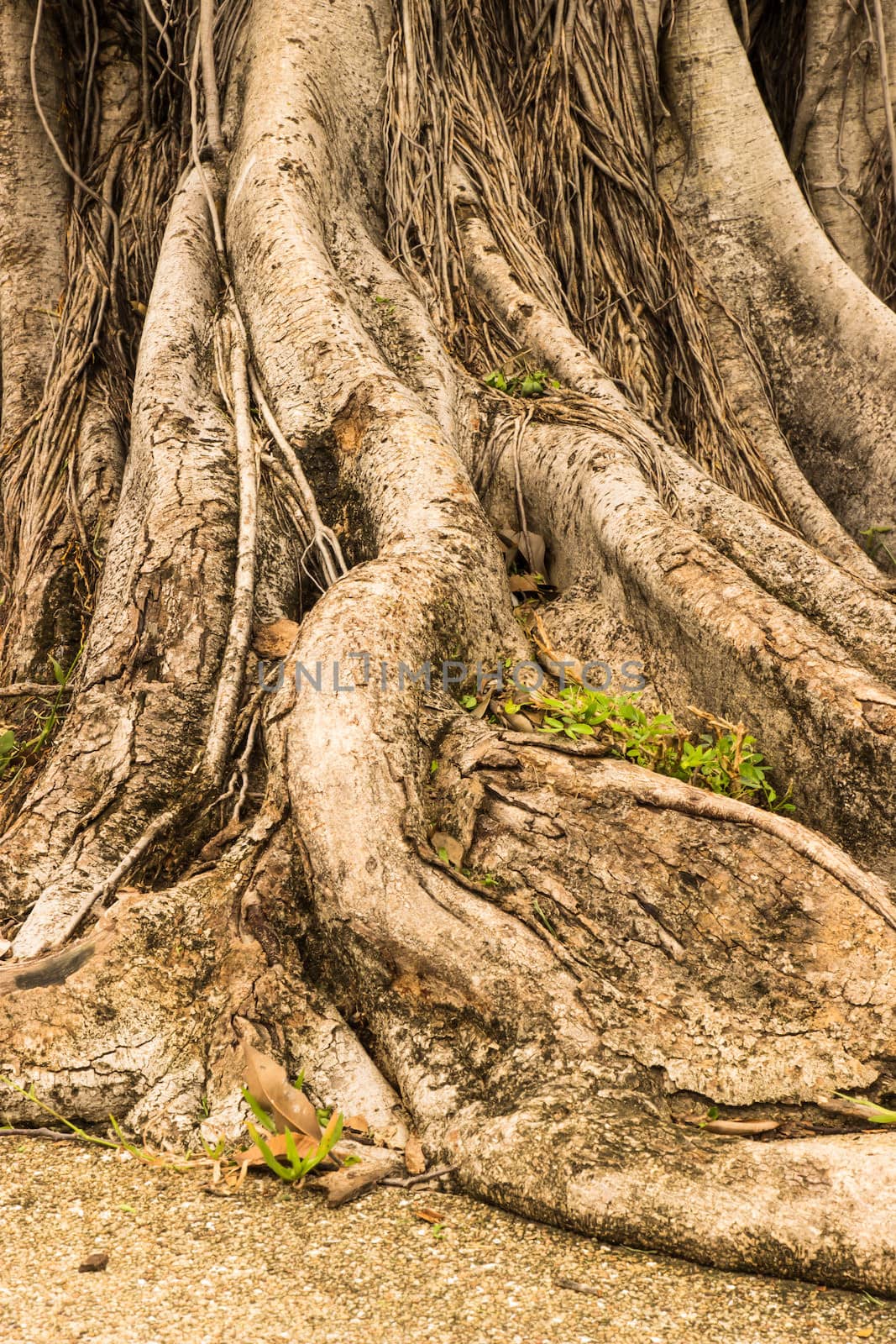 Close-up of a Banyan interlaced roots in garden. by photo2life