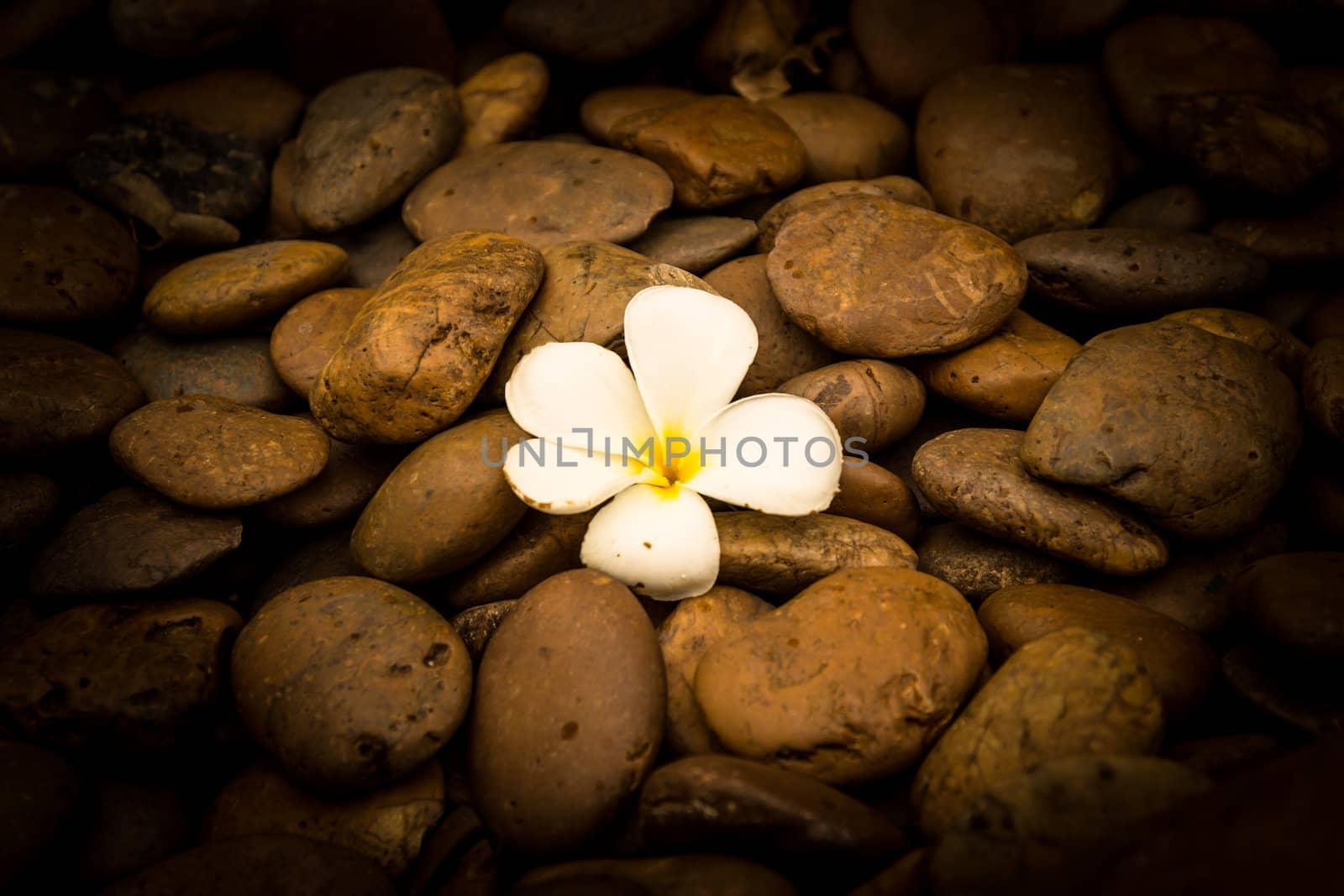 Alone a Frangipani (plumeria) flower on river stone background by photo2life