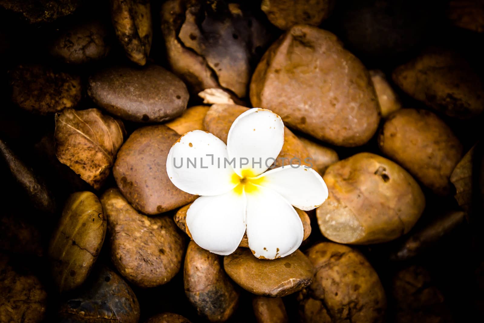 Alone a Frangipani (plumeria) flower on river stone background