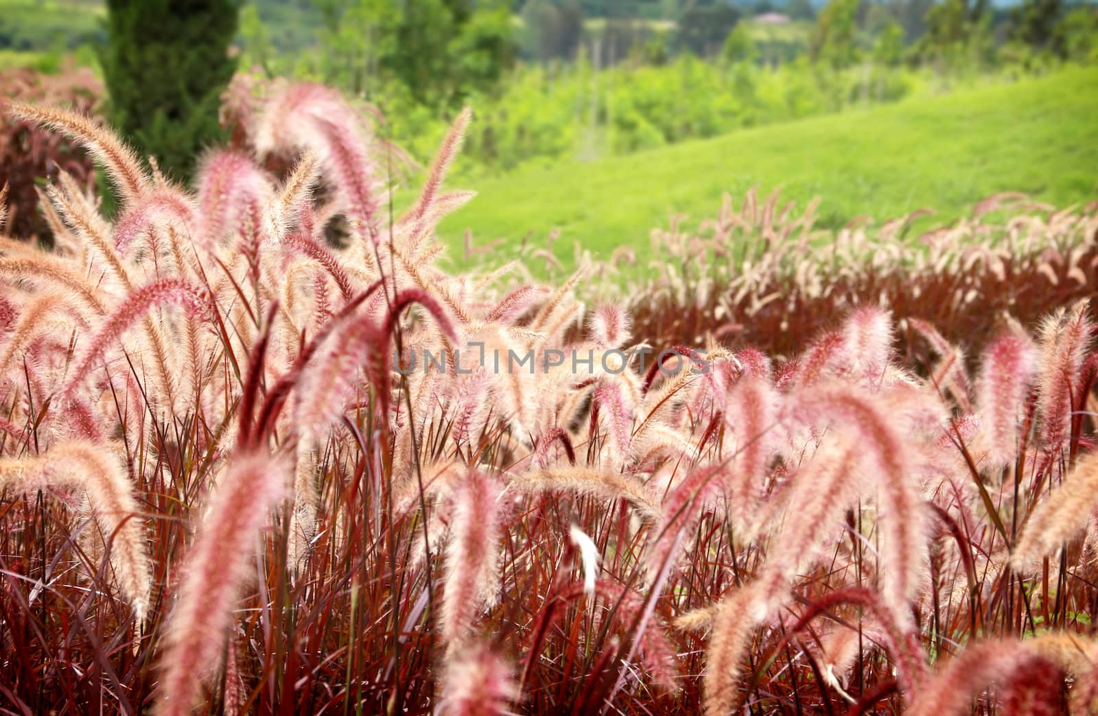 Reed flower on the hill