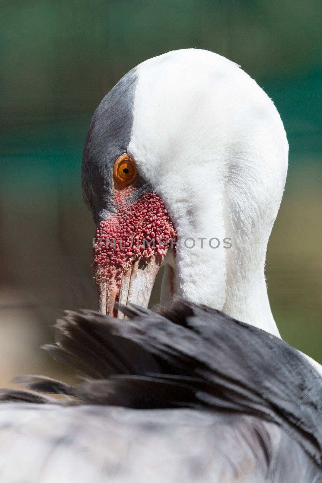 A white Wattled Crane of the Gruidae Family named for the  red wattle below its bill