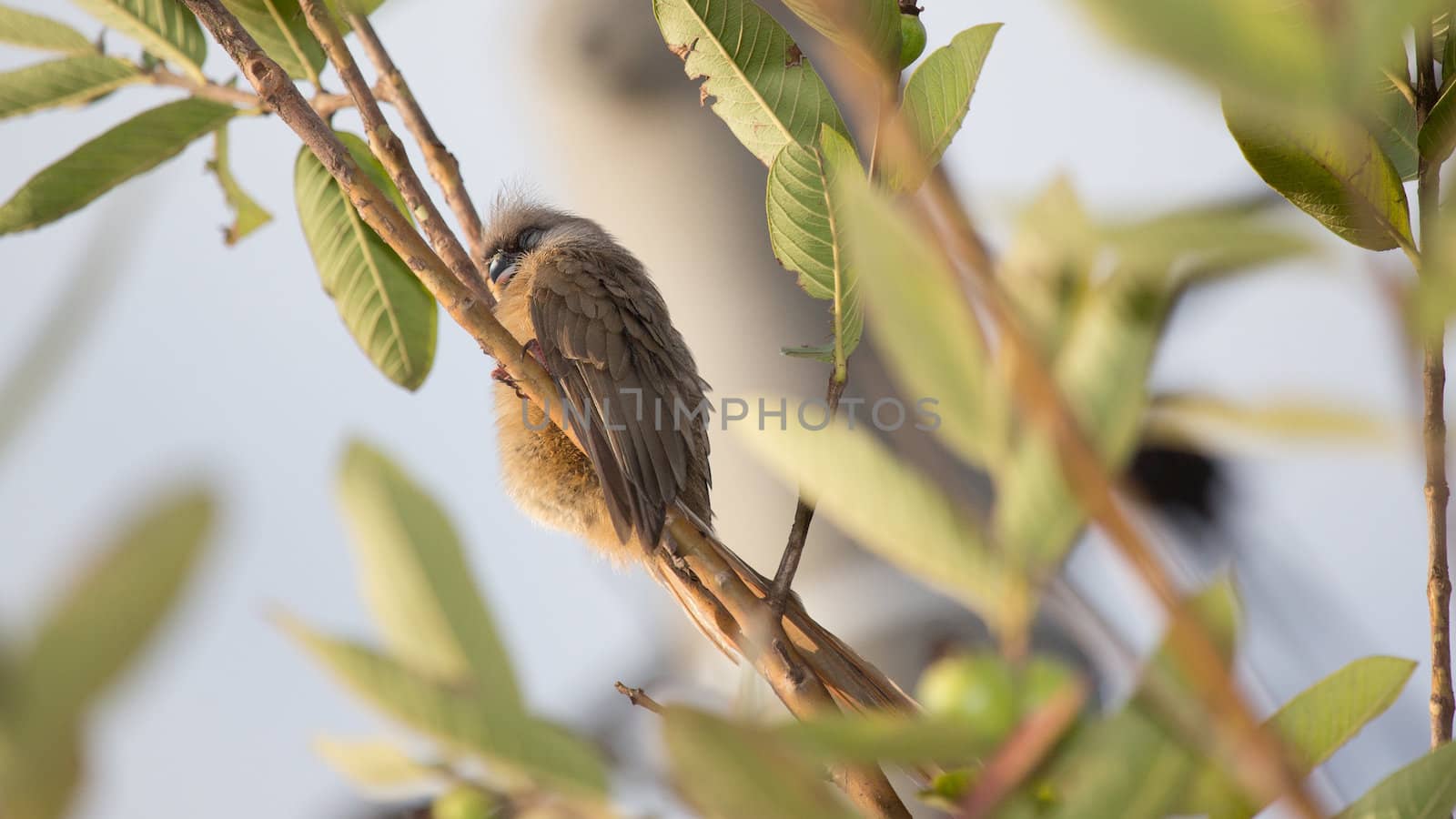 A beautiful long tailed Speckled Mousebird sitting on a thin twig