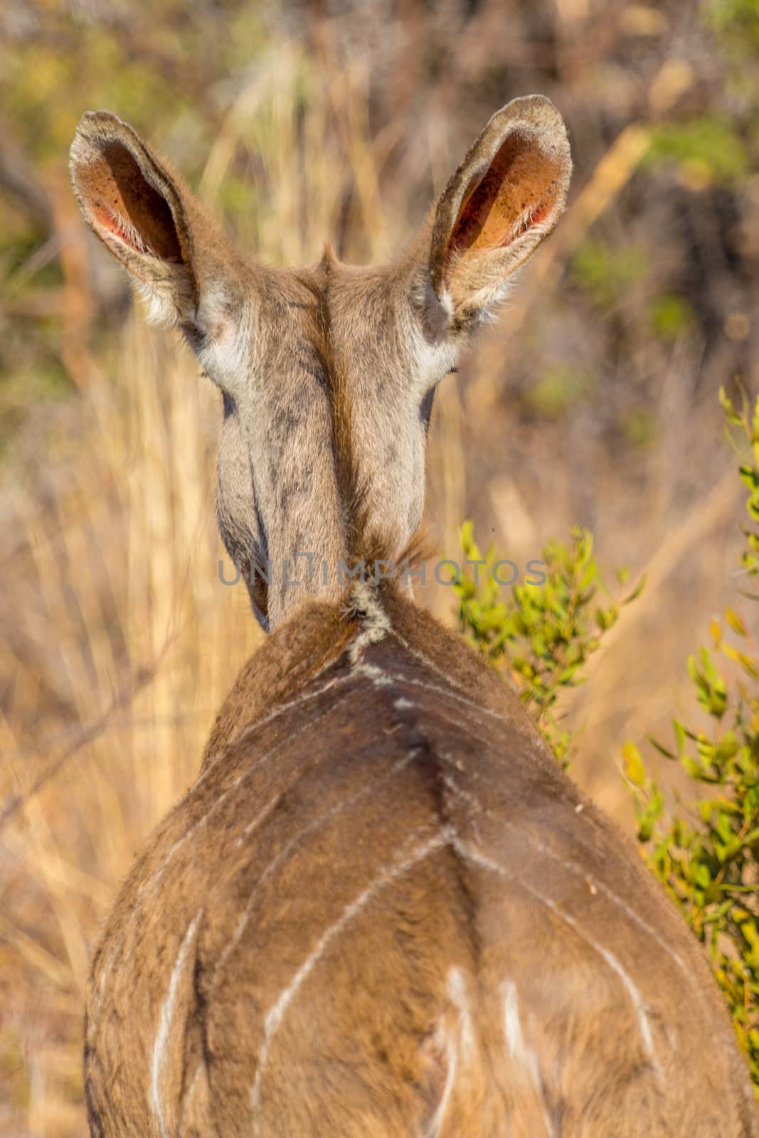 Bushbuck by derejeb