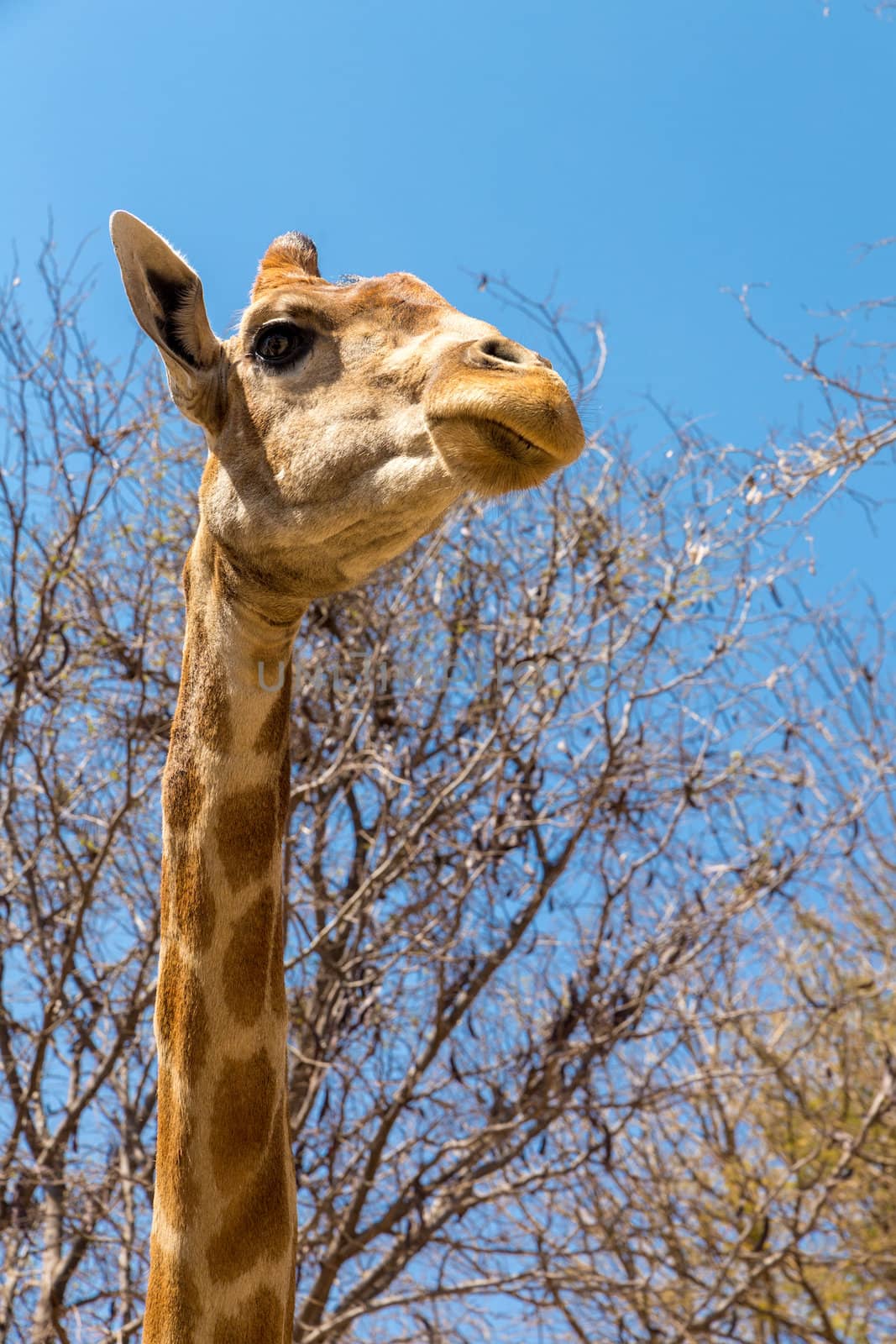 A closeup shot of young giraffe with a long neck