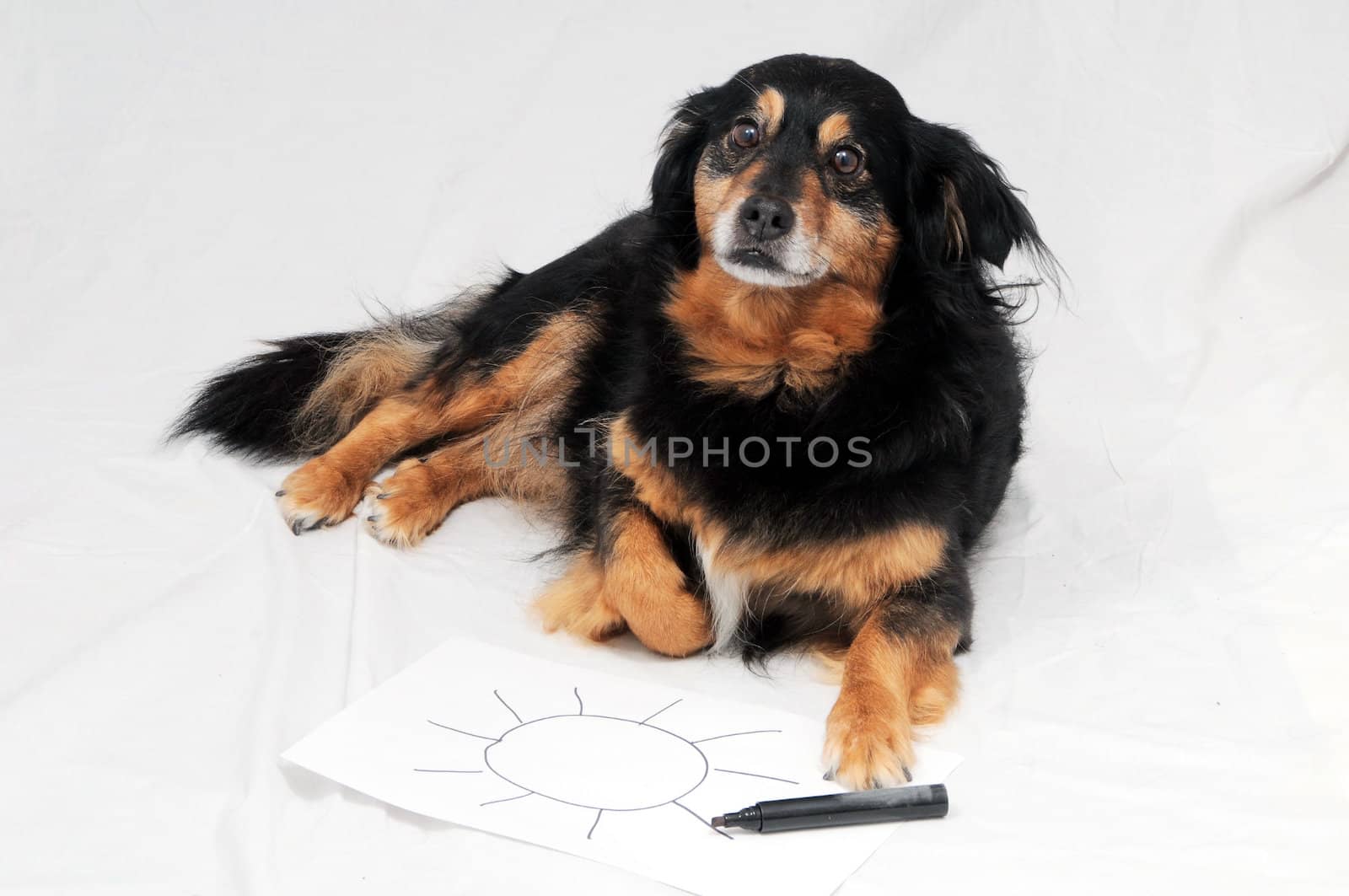 One Female Old Black Dog Drawing on a White Paper