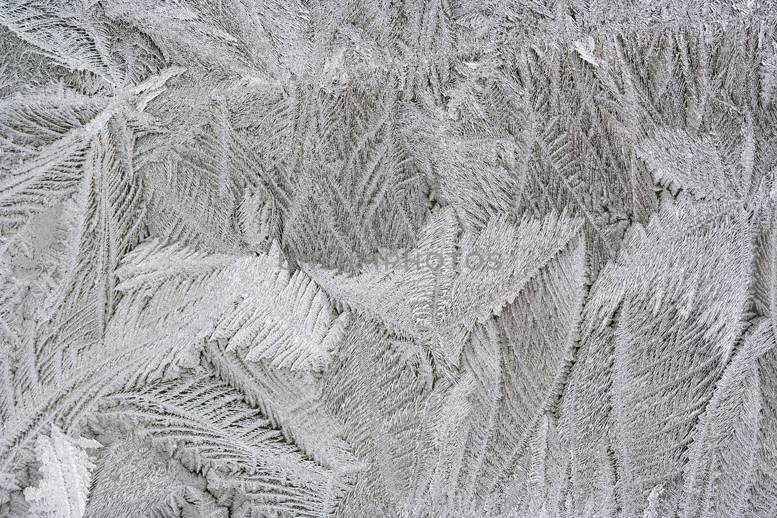 Frost flower - macro of the frosting