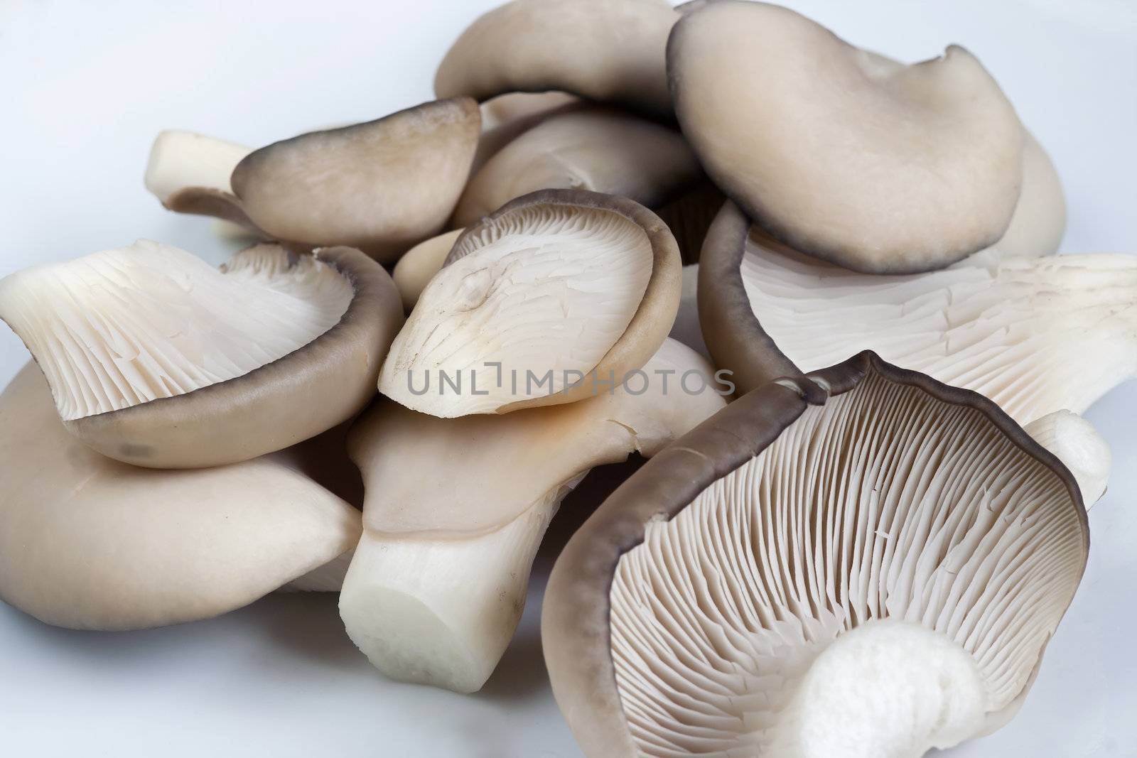 Detail of the oyster cap mushroom