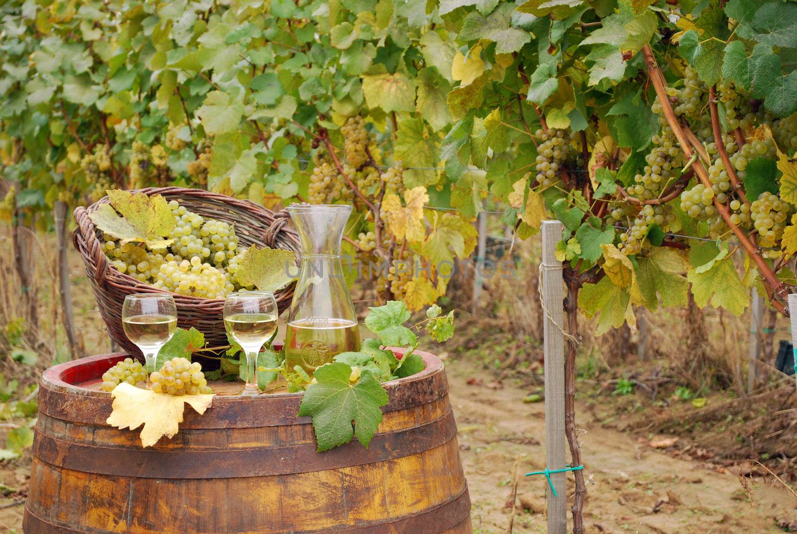 white wine and grape on barrel in vineyard